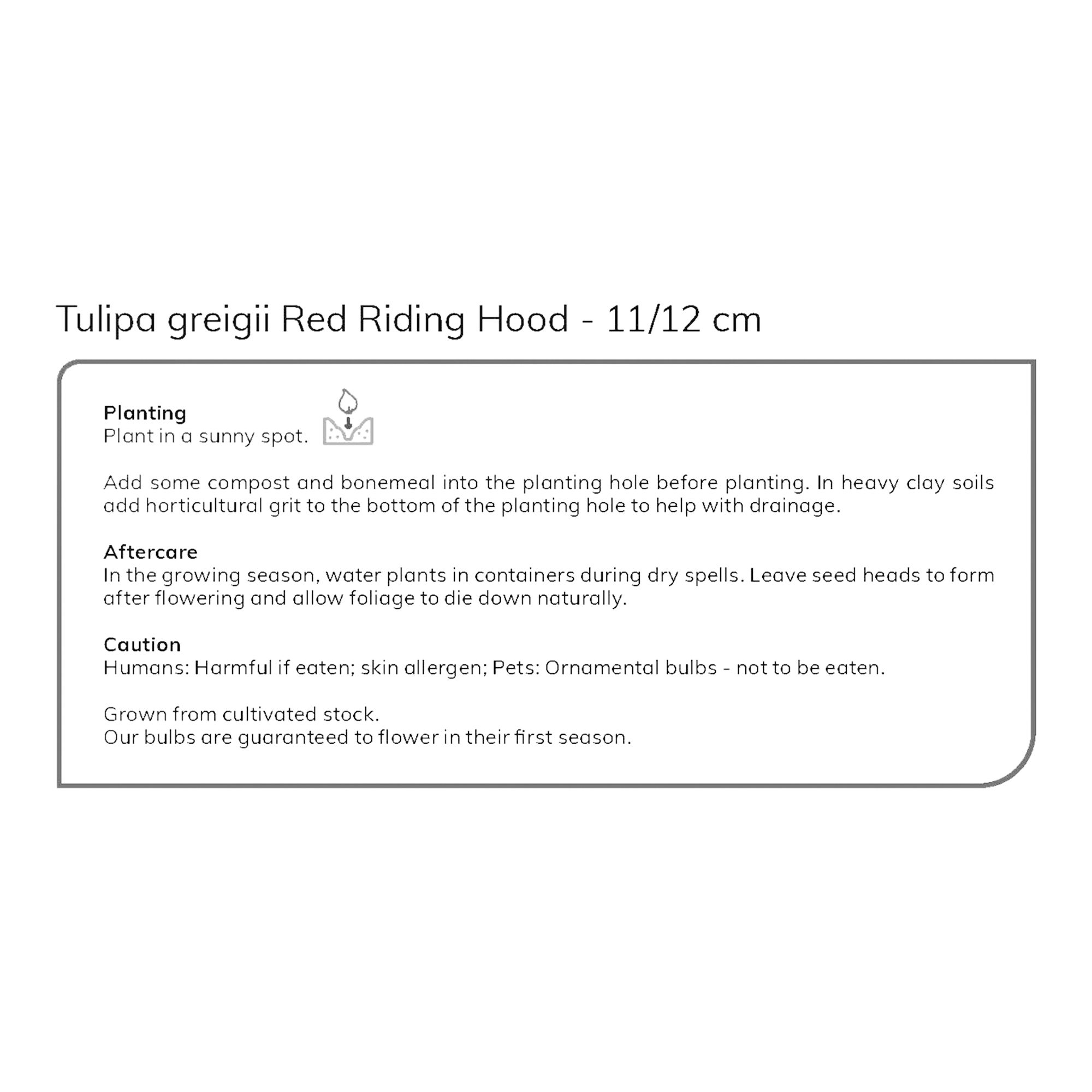 Tulip Red Riding Hood 10 Flower bulbs