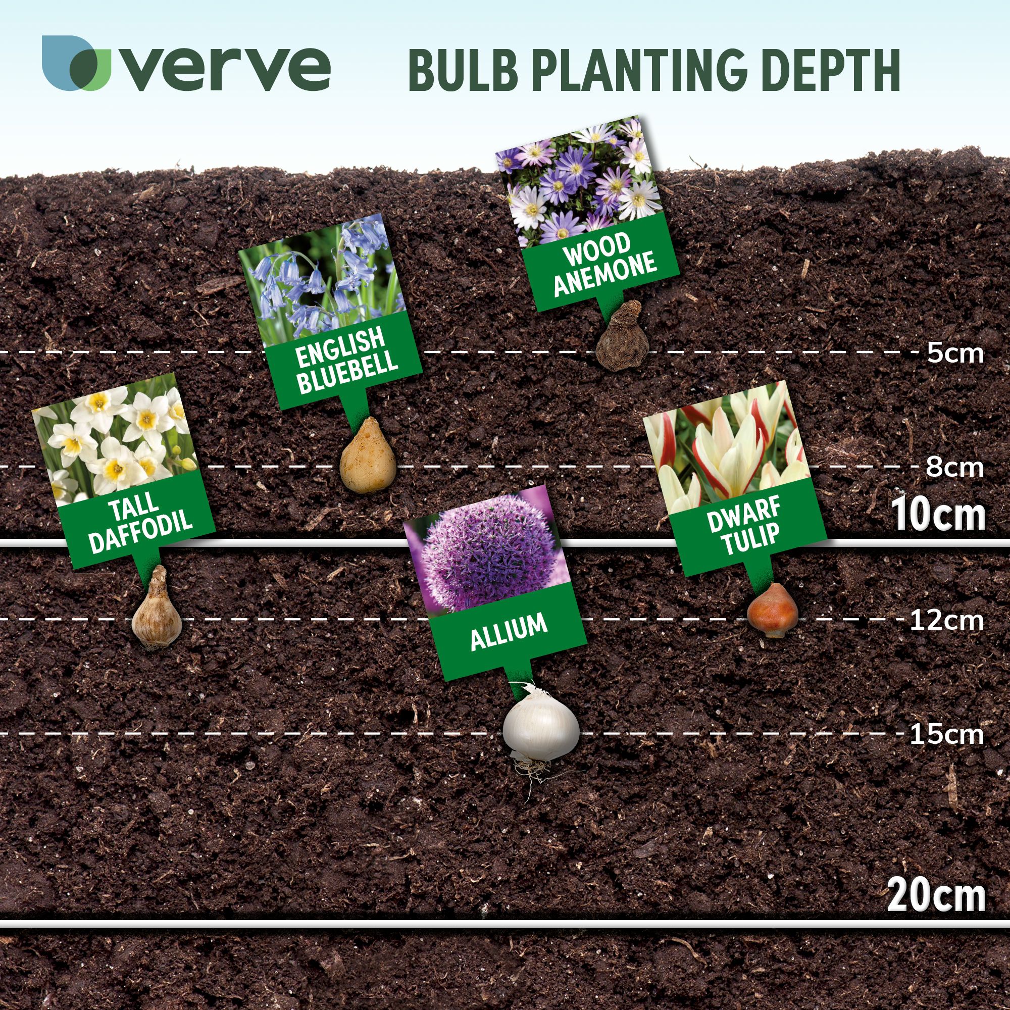 Tulip Red Riding Hood 10 Flower bulbs