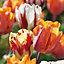 Tulip Rembrandt Mix Orange Red Mix Flower bulb of 20