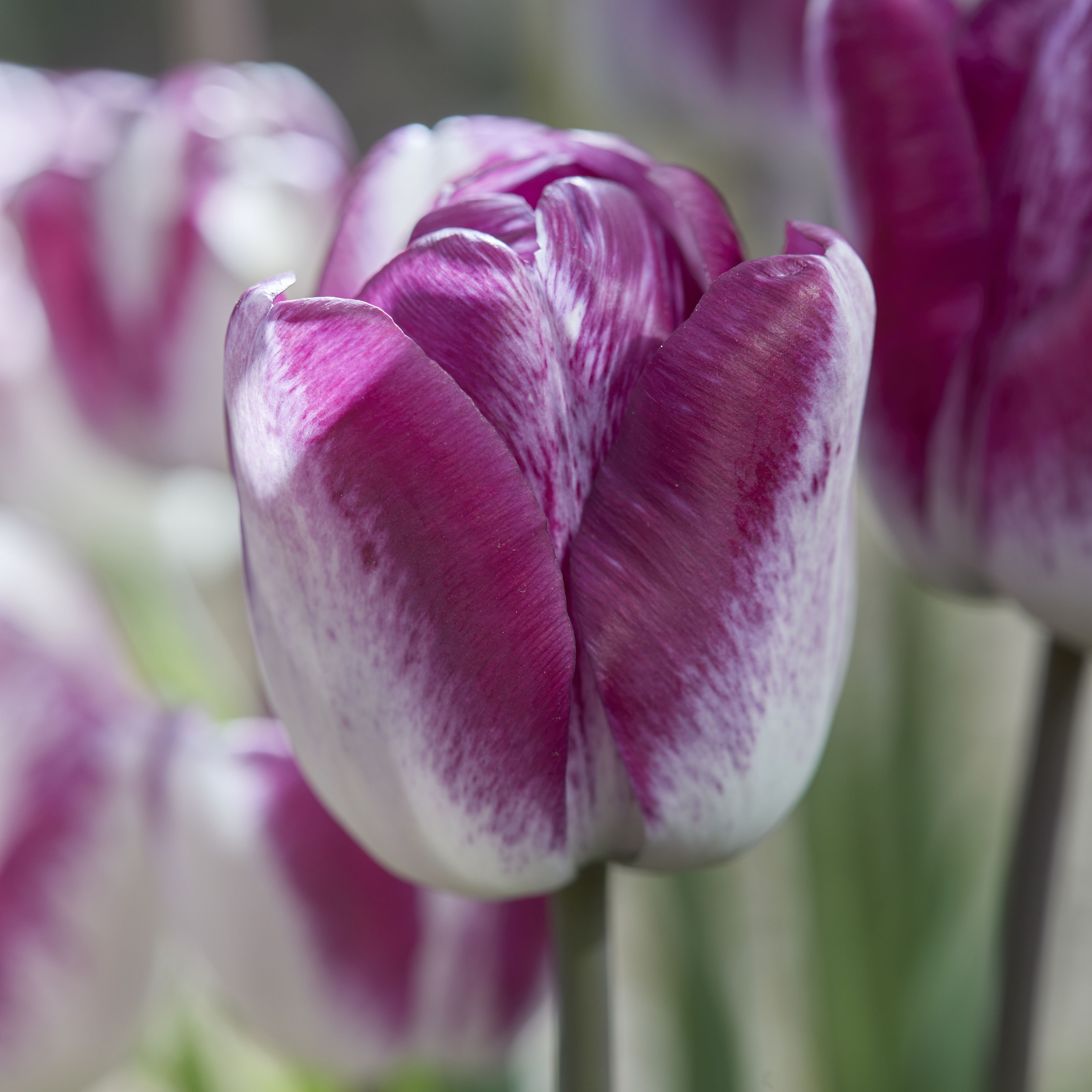 Tulip Shiun 10 Flower bulbs