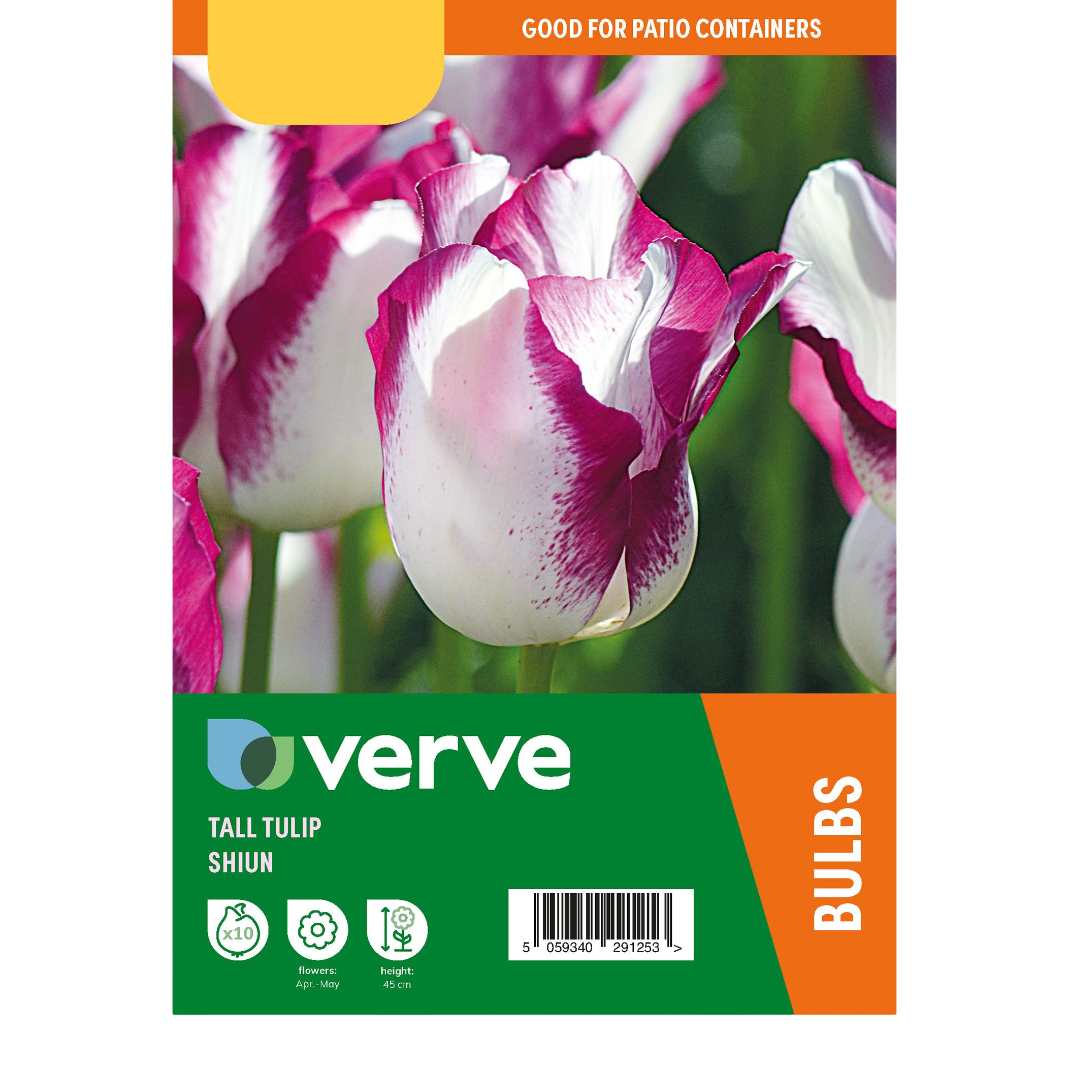 Tulip Shiun 10 Flower bulbs - 4