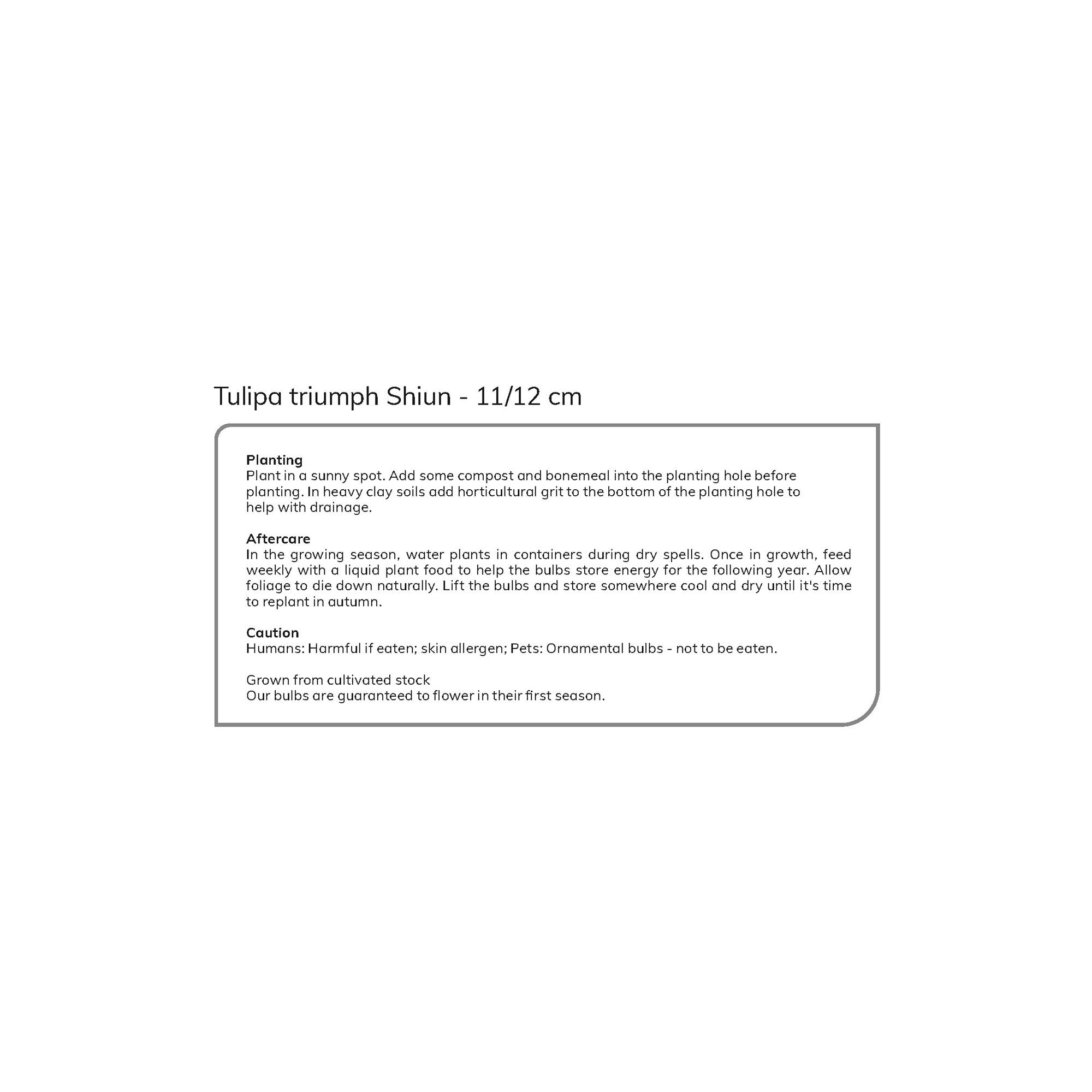 Tulip Shiun 10 Flower bulbs - 5