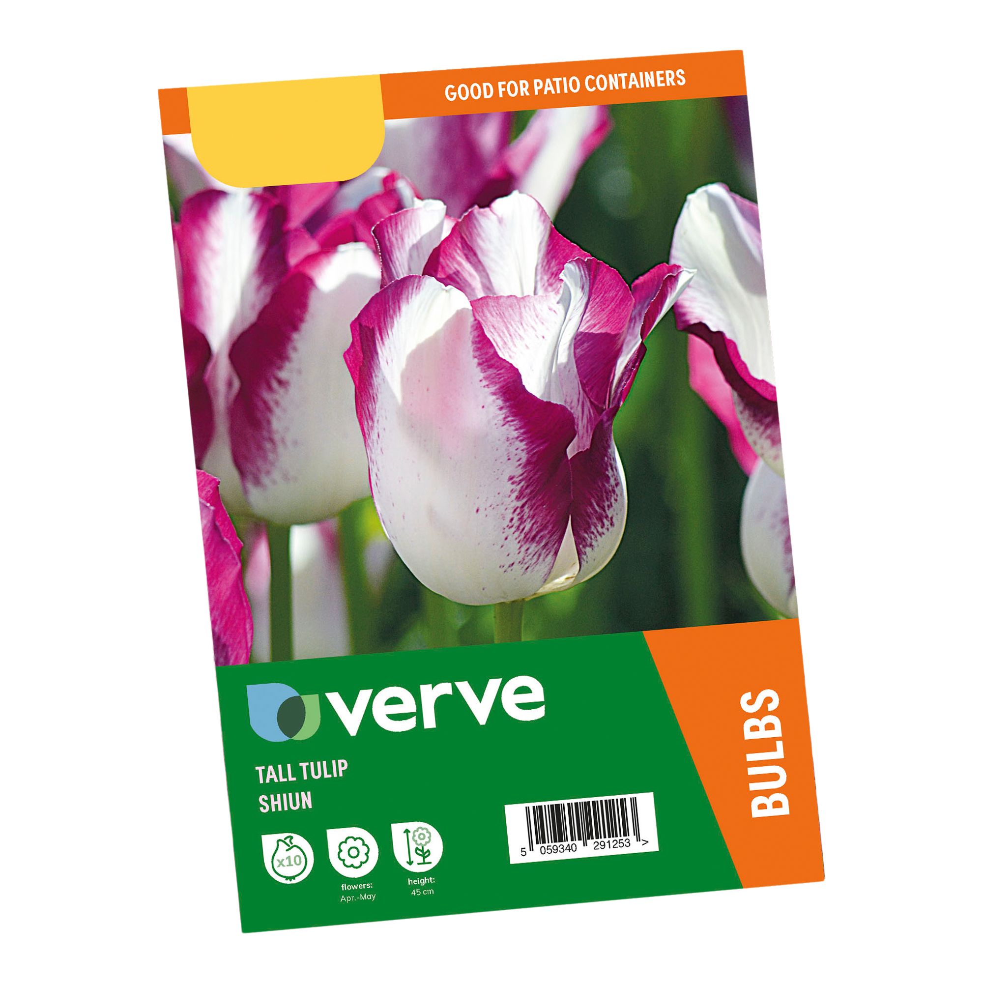 Tulip Shiun 10 Flower bulbs - 3