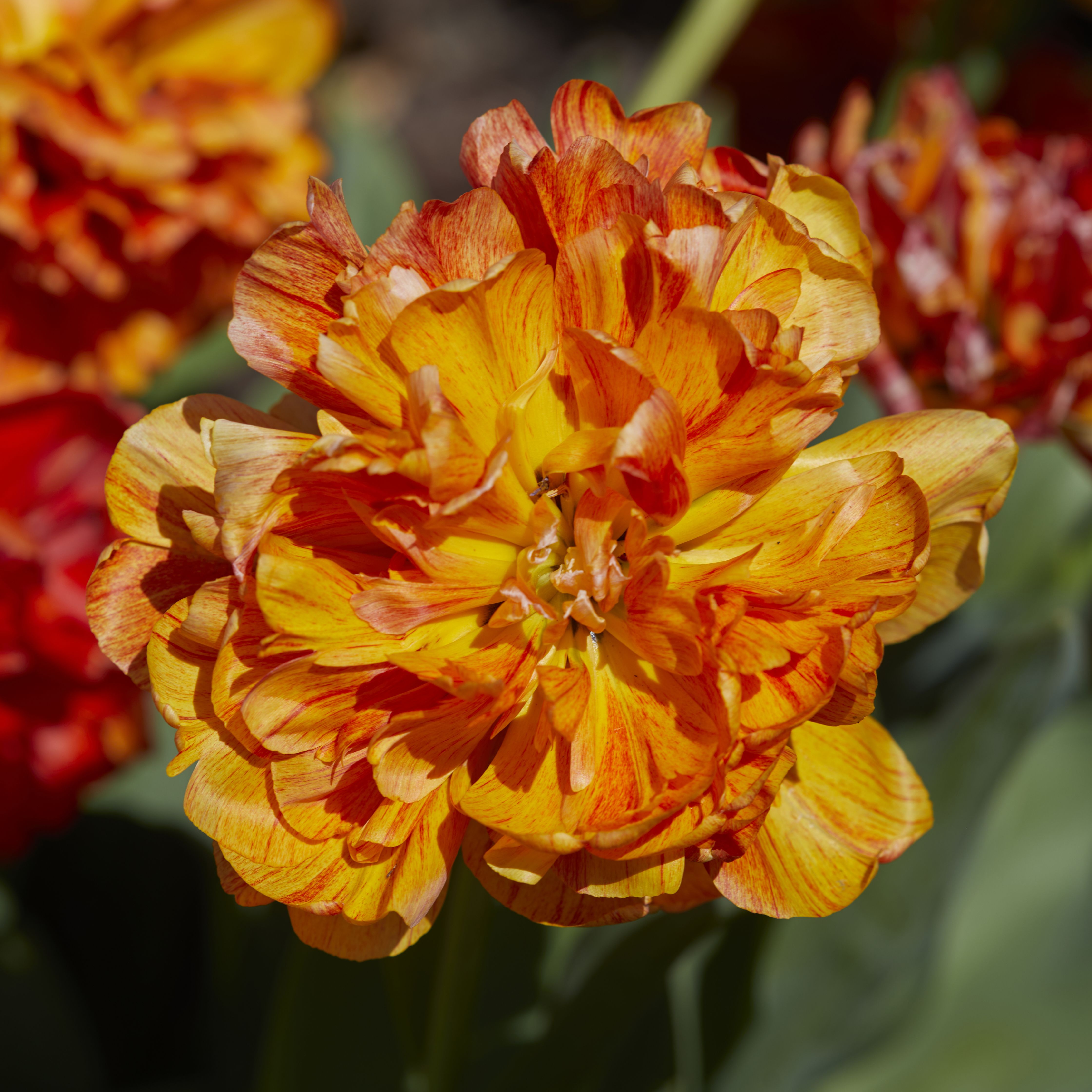 Tulip Sun Lover 10 Flower bulbs