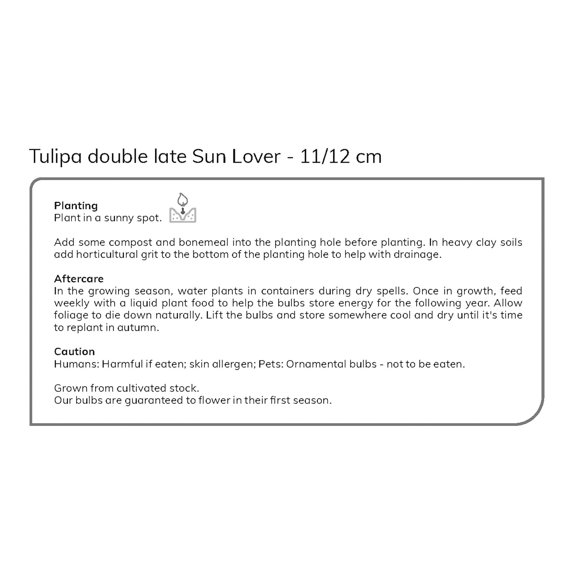Tulip Sun Lover 10 Flower bulbs - 4