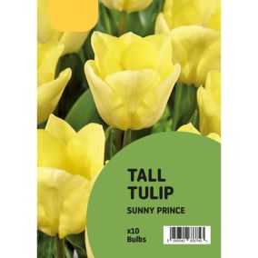 Tulip Sunny Prince 10 Flower bulbs