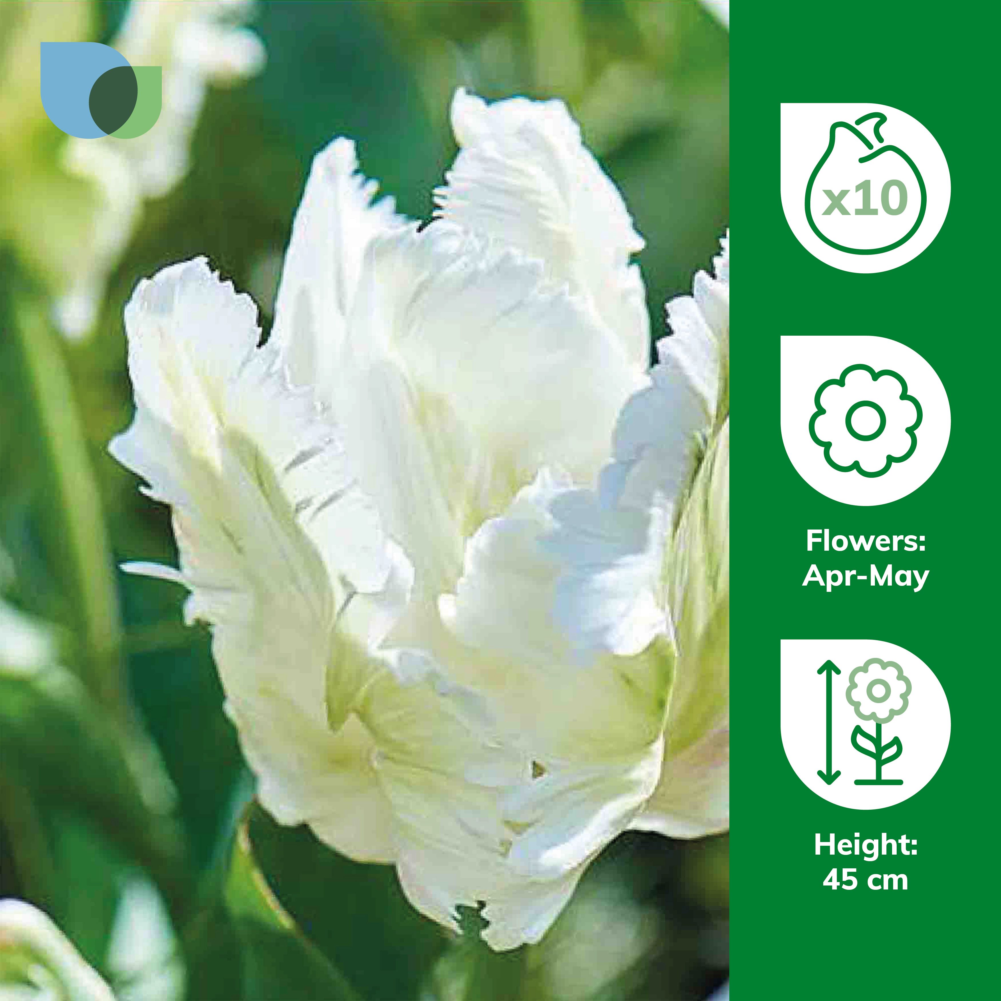 Tulip Super Parrot 10 Flower bulbs - 3
