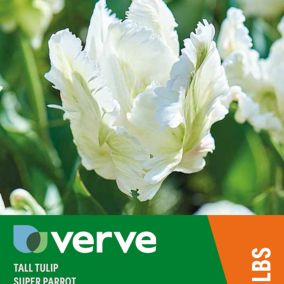 Tulip Super Parrot 10 Flower bulbs