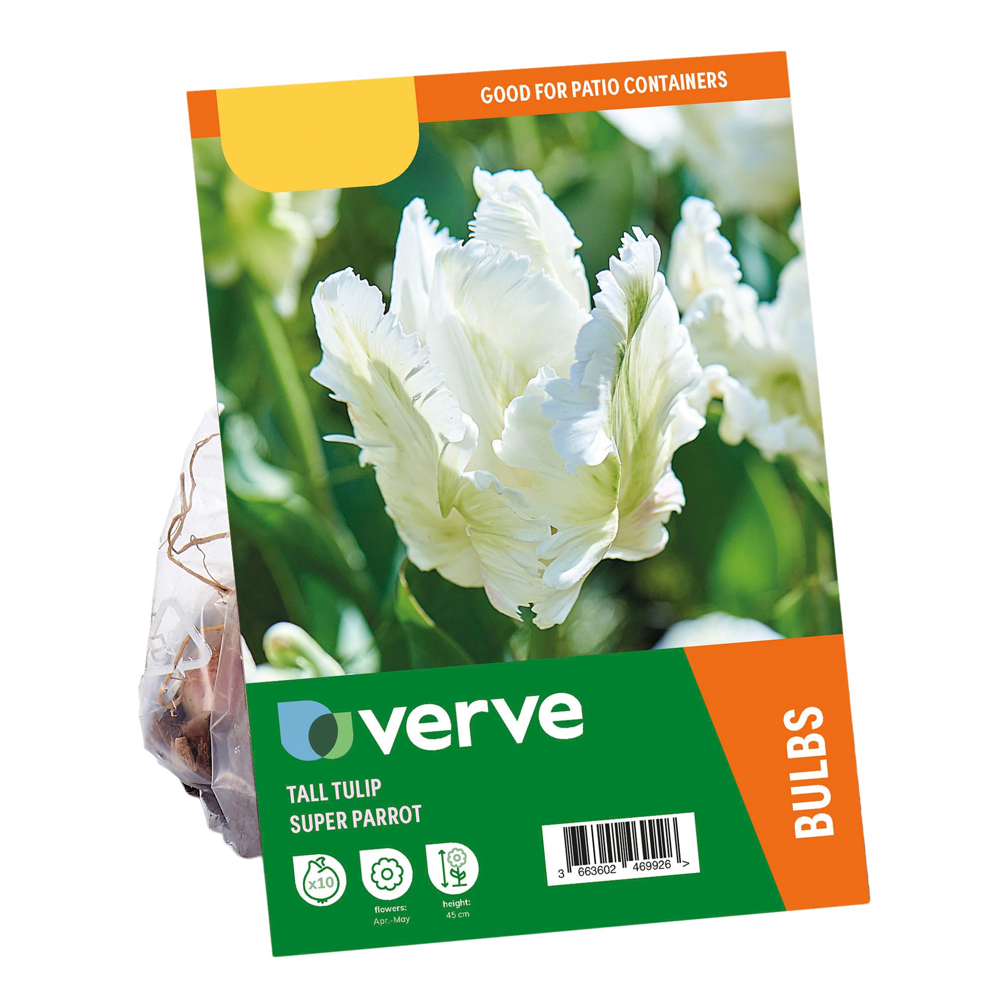 Tulip Super Parrot 10 Flower bulbs - 5