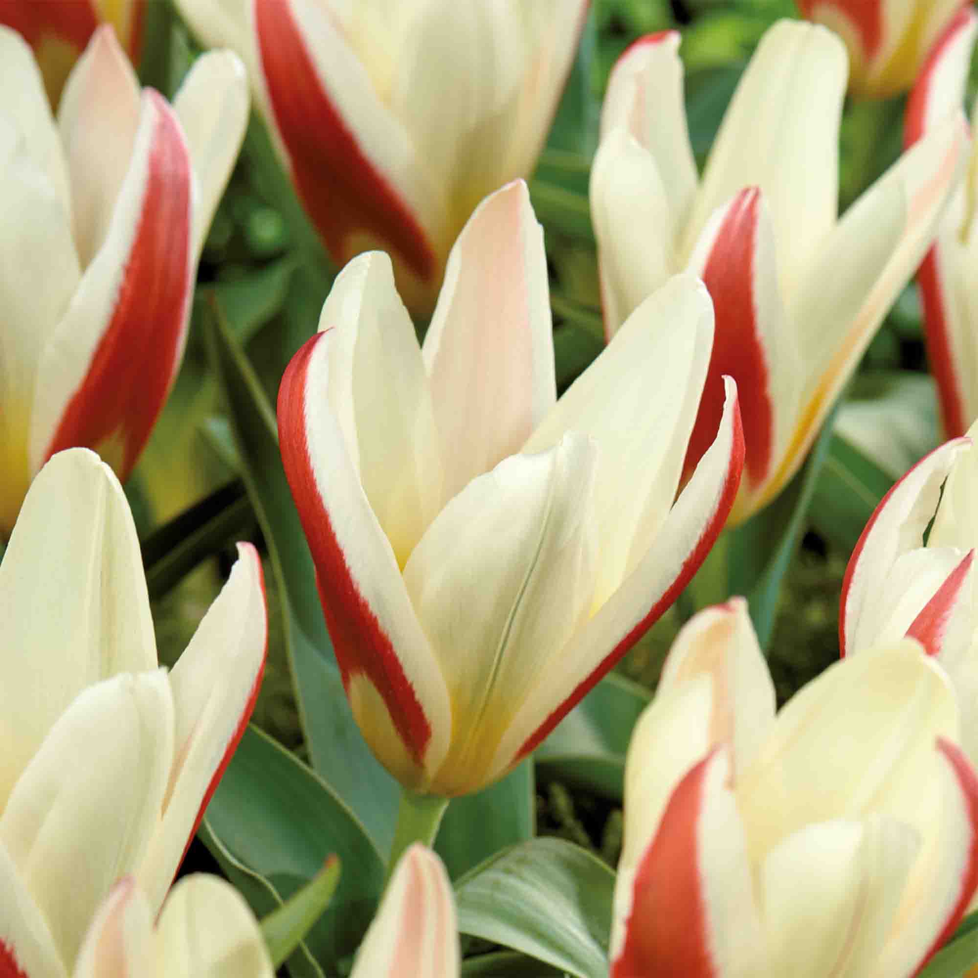 Tulip The First 10 Flower bulbs - 4