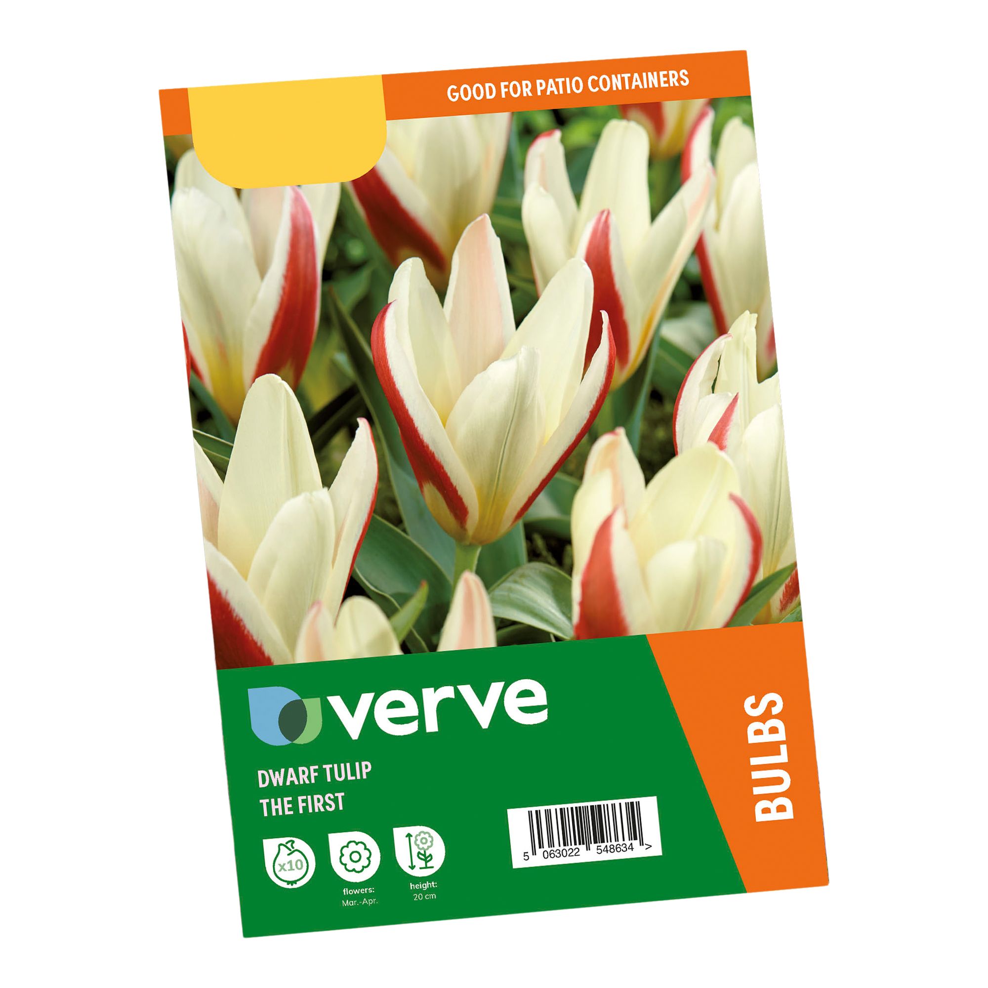Tulip The First 10 Flower bulbs - 3
