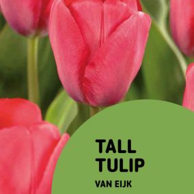 Tulip Van Eijk Flower bulb, Pack of 10