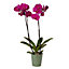 Twin stem orchid in 120