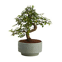 Ulmus parvifolia zelkova Bonsai in 15cm Grey Ceramic Decorative pot