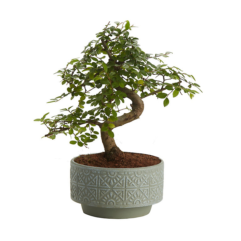 16" Ficus Bonsai Decorative Silk Plant In Ceramic Pot 