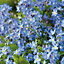 Ultramarine Forget-Me-Not Seed