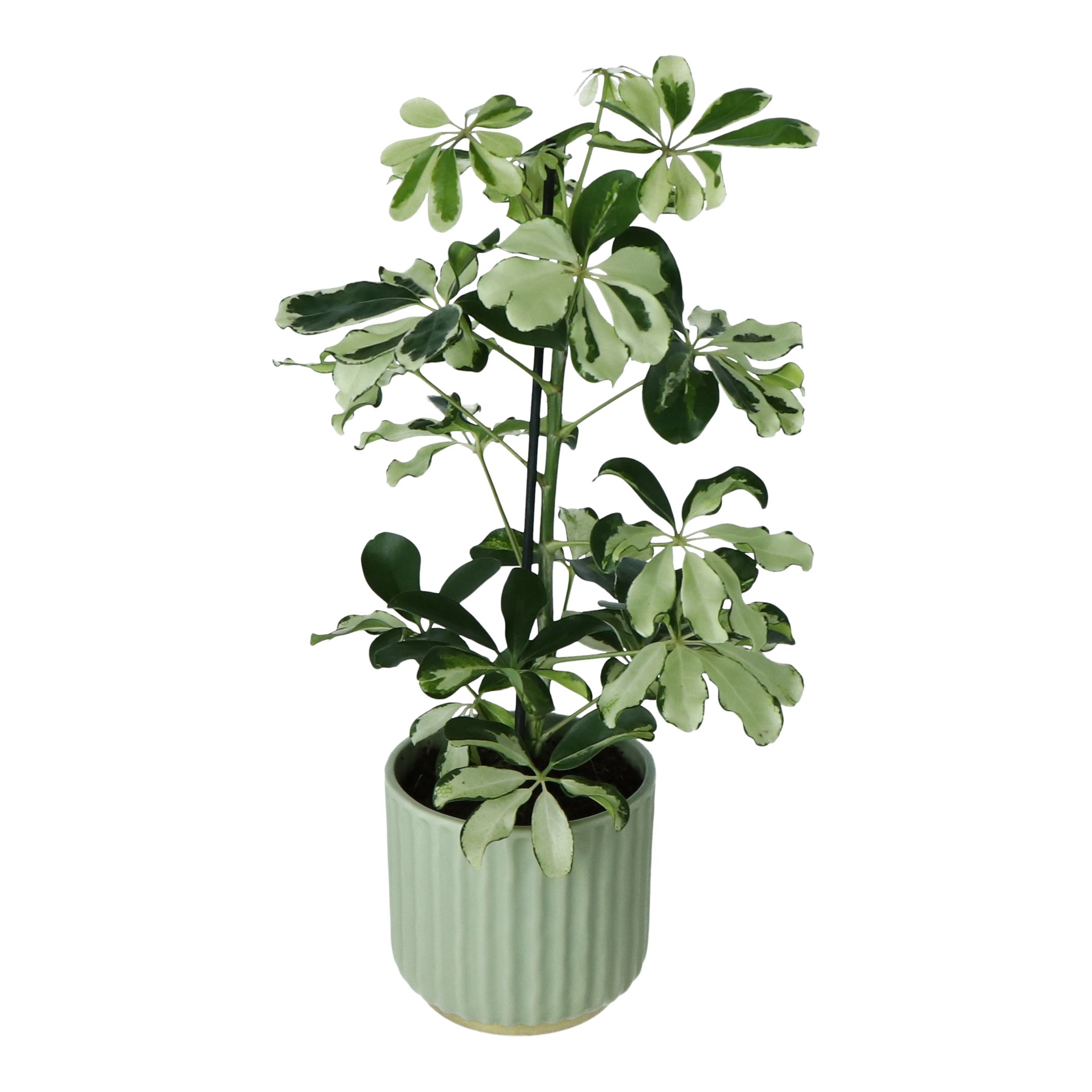 Umbrella tree in Ceramic Decorative pot 13cm