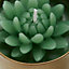 Unscented Succulent candle Small, Set of 3
