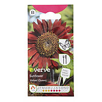 Velvet queen Sunflower Seed