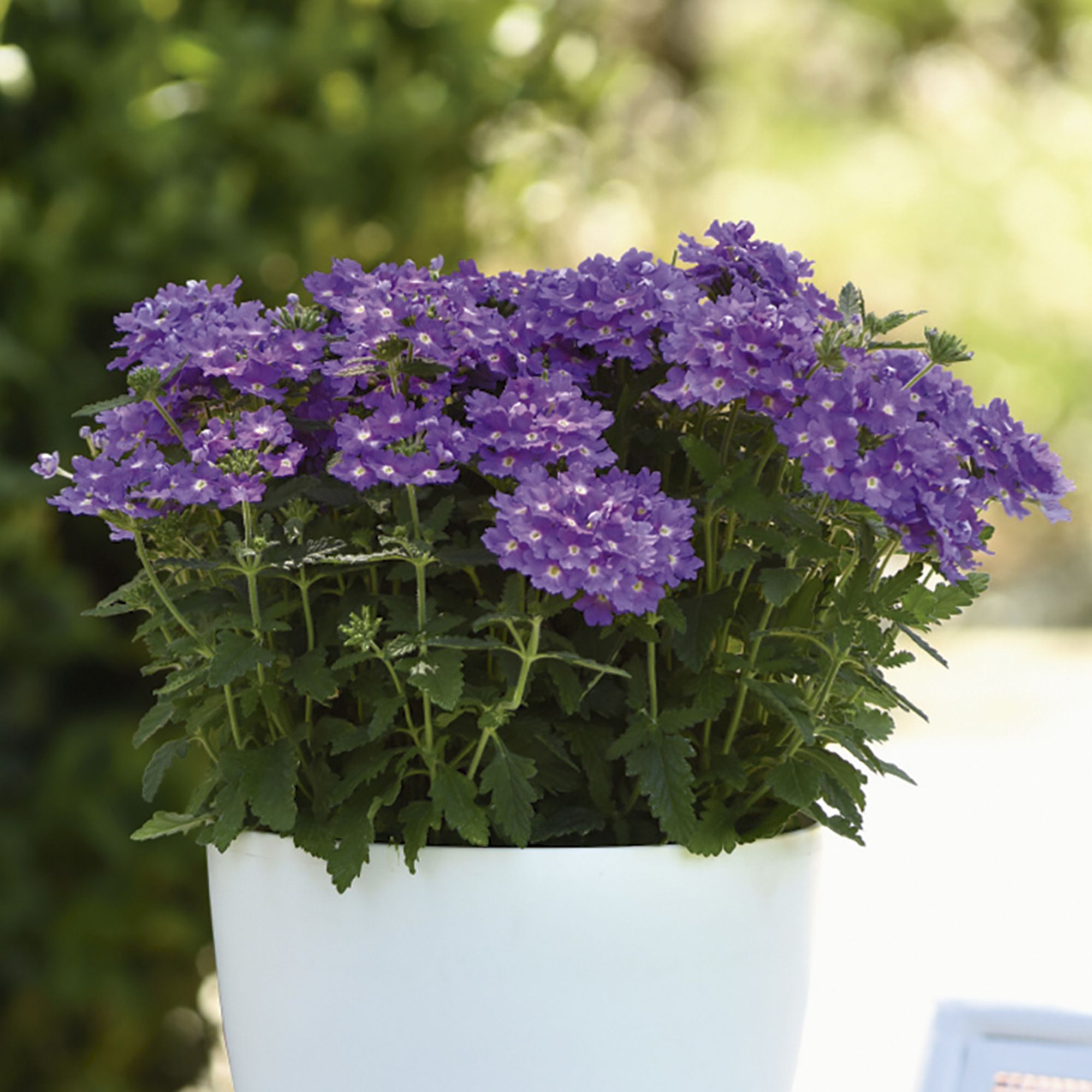 Verbena Upright Lavender Blue Summer Bedding plant 10.5cm, Pack of 6