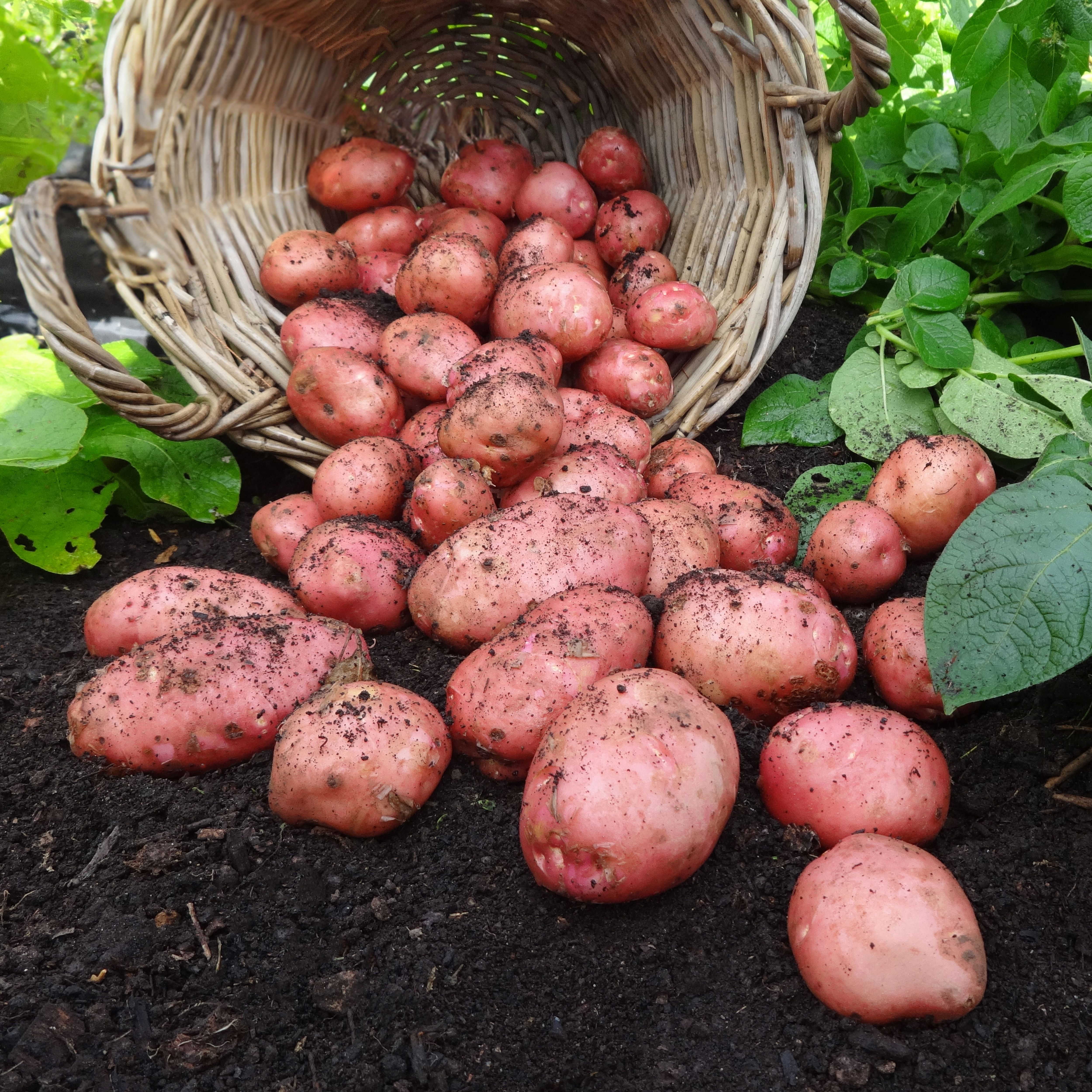 Verve 1.5kg Desiree Seed Potatoes (Main Crop)