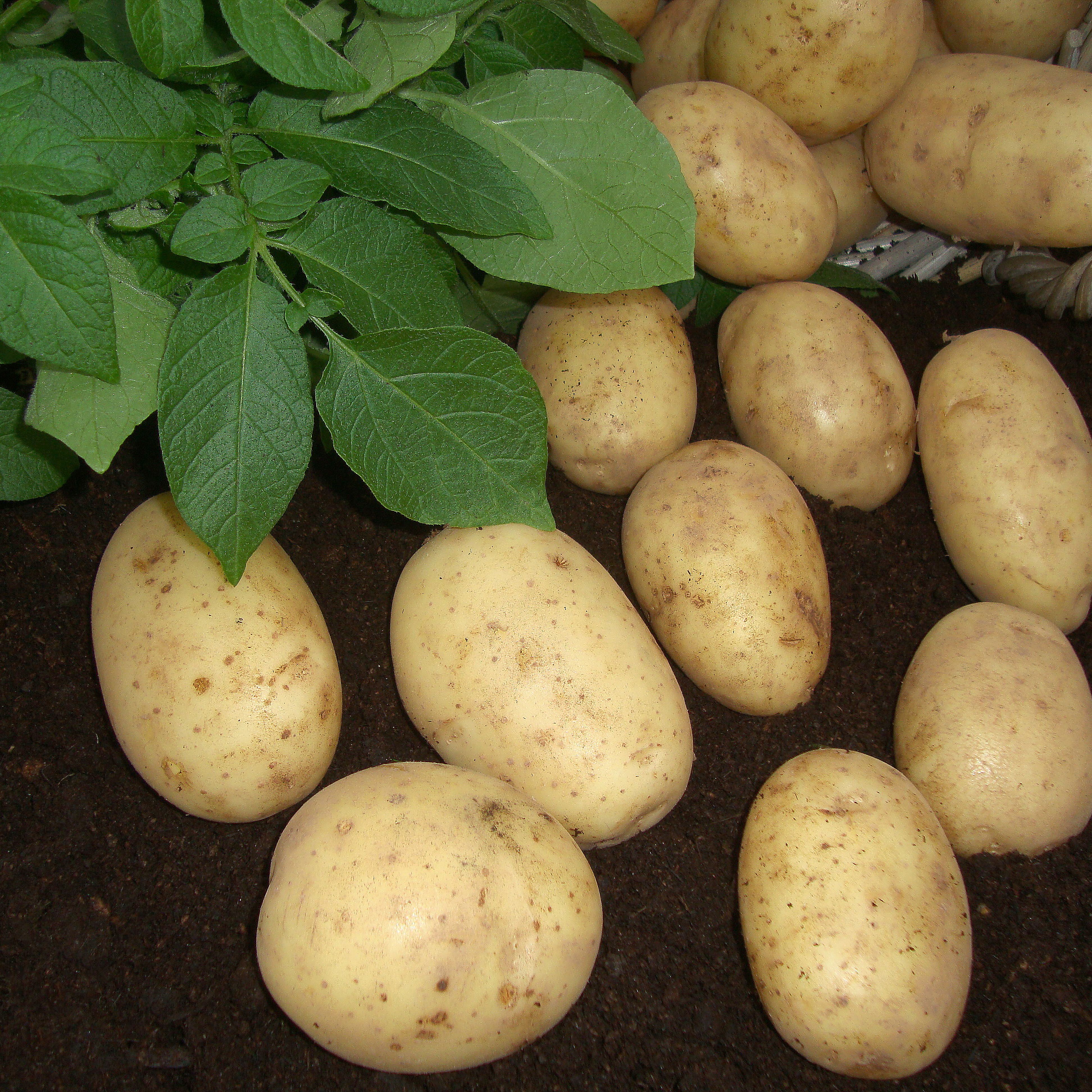Verve 1.5kg Maris Piper Seed Potatoes (Main Crop)
