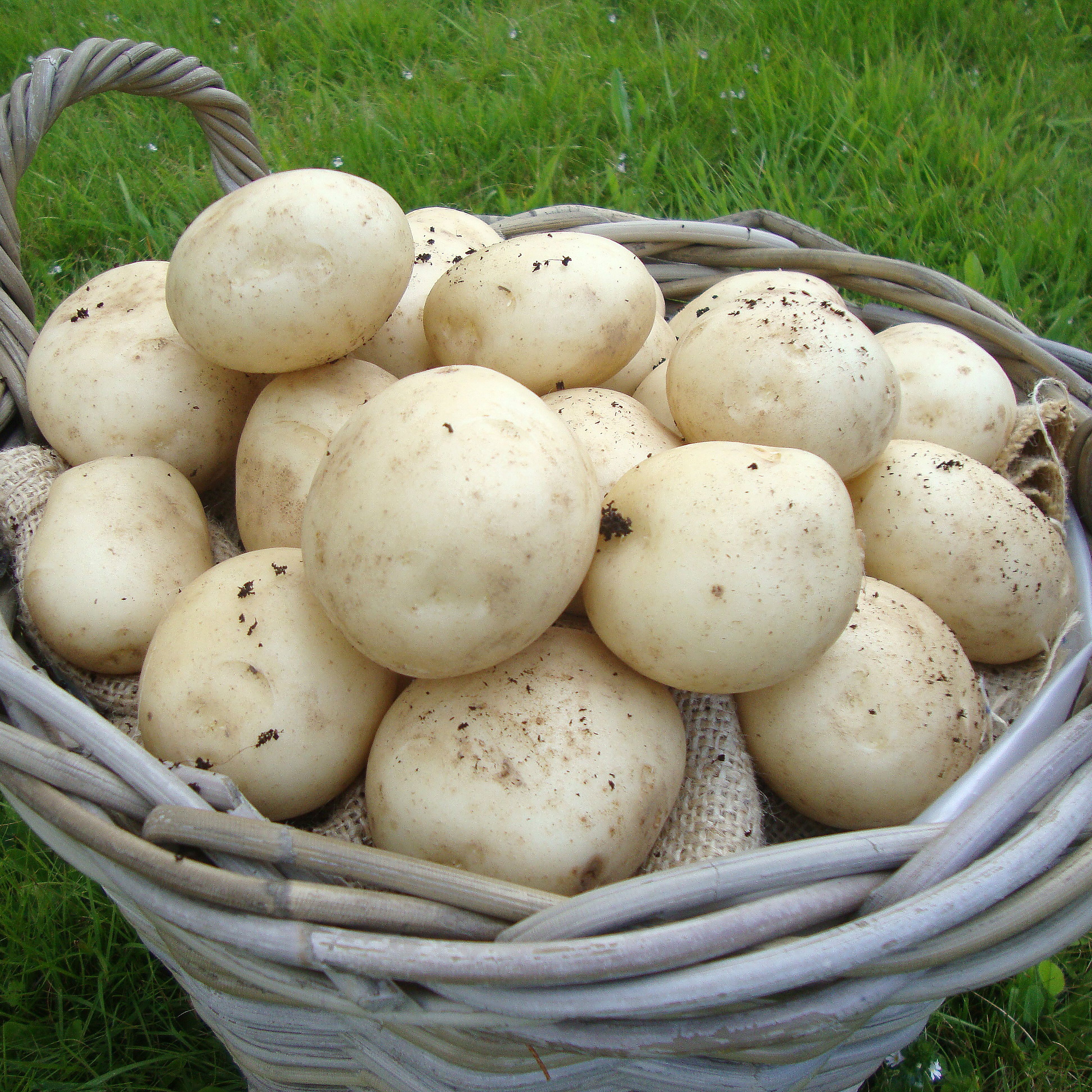 Verve 1.5kg Pentland Javelin Seed Potatoes (First Early)