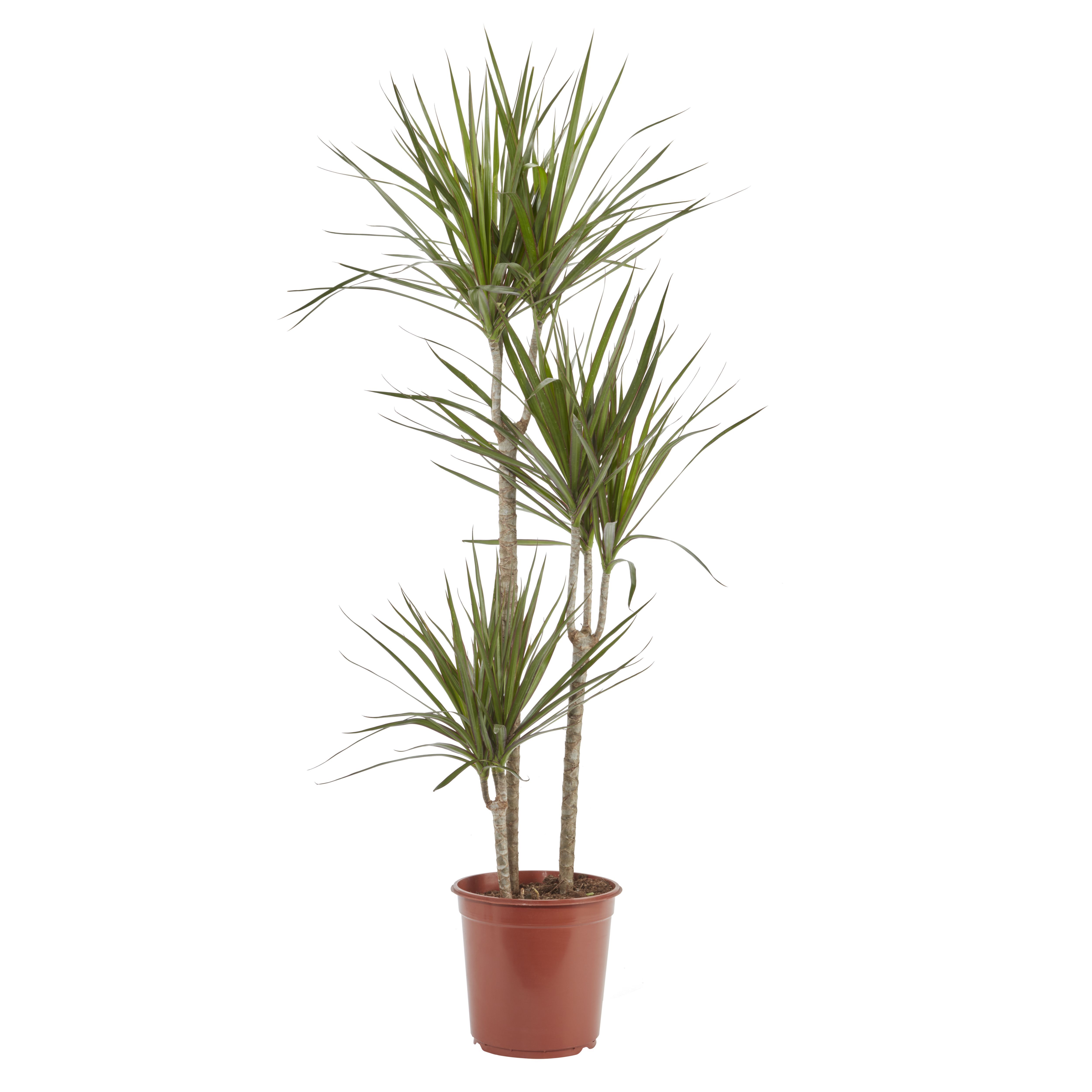 Verve 3 stem Dragon tree in Terracotta Plastic Grow pot 24cm