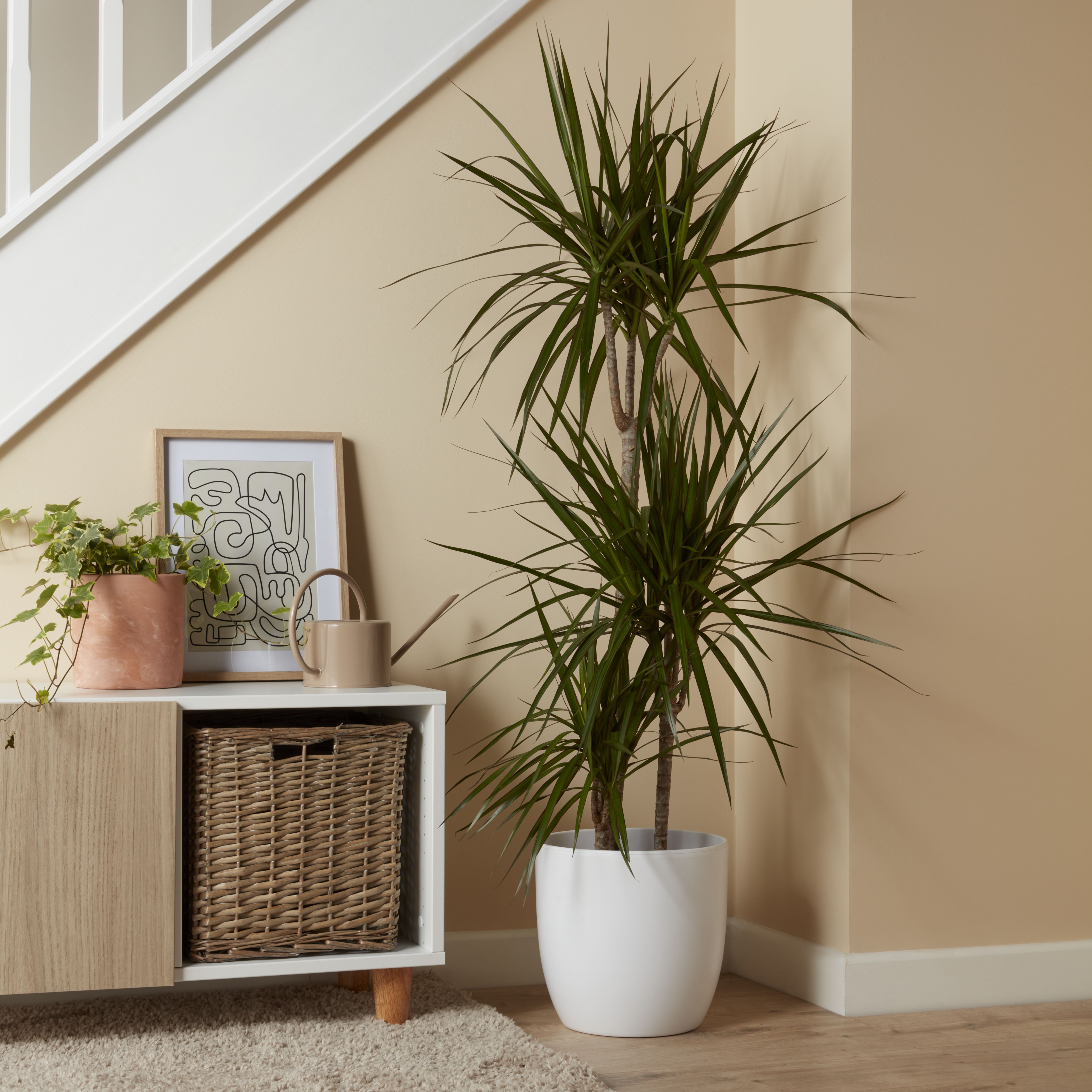 Verve 3 stem Dragon tree in Terracotta Plastic Grow pot