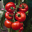 Verve Adam F1 tomato Seed