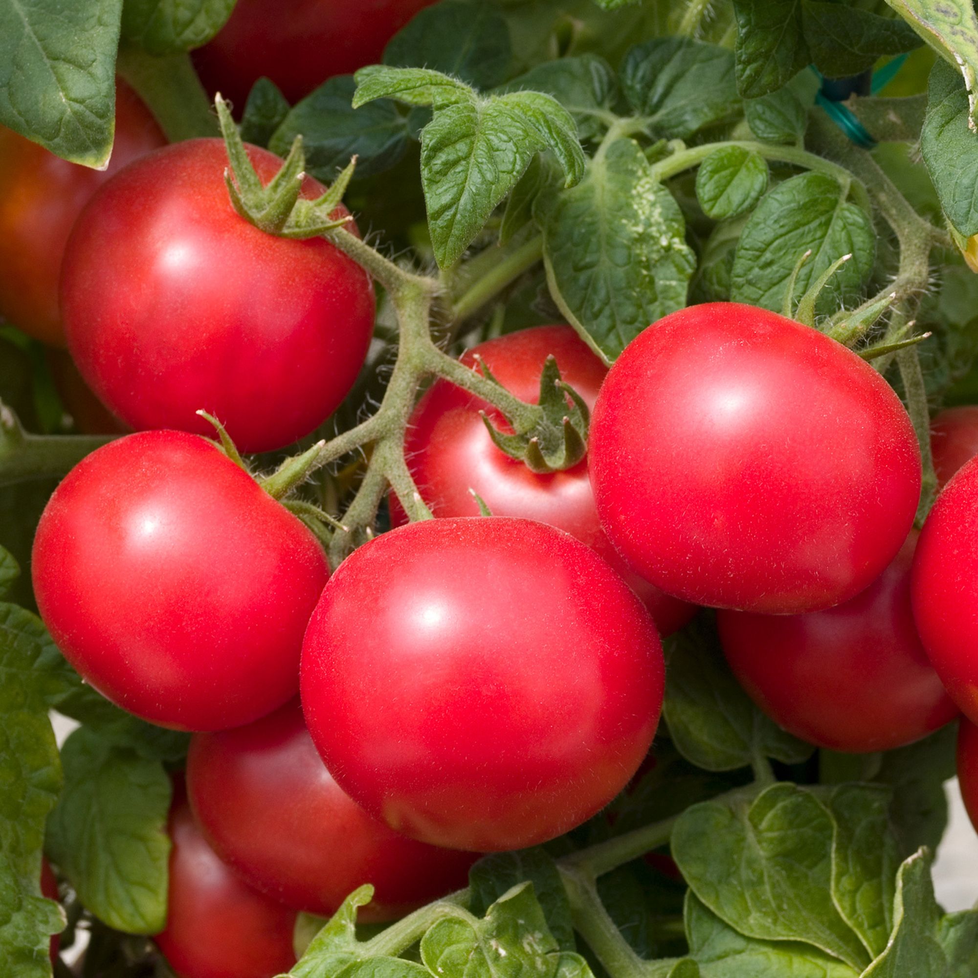 Tomato  Felix Tomato Ketchup with Less Salt and Sugar 980g - Orkla pood