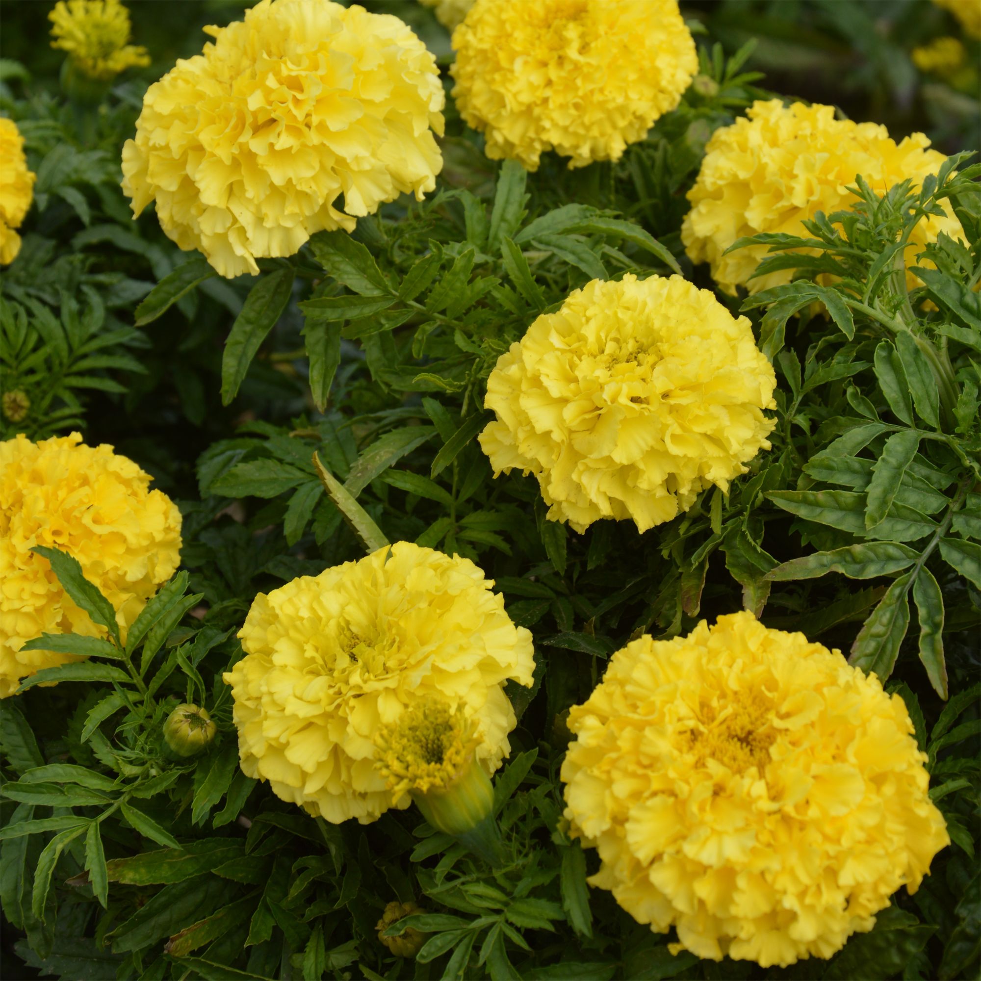 Verve African Sunspot Yellow African Marigold Seeds