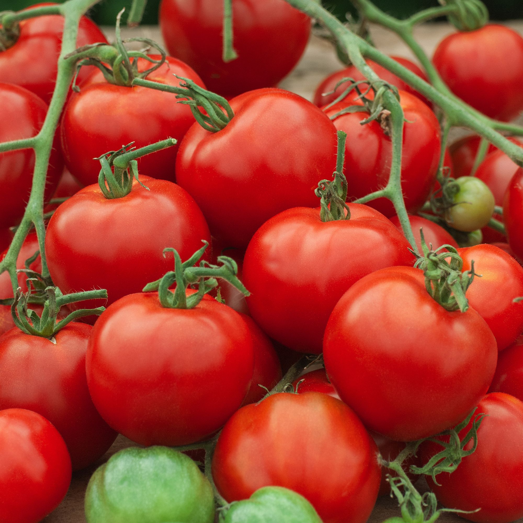 Verve Ailsa craig tomato Seed