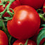 Verve Alicante tomato Seed