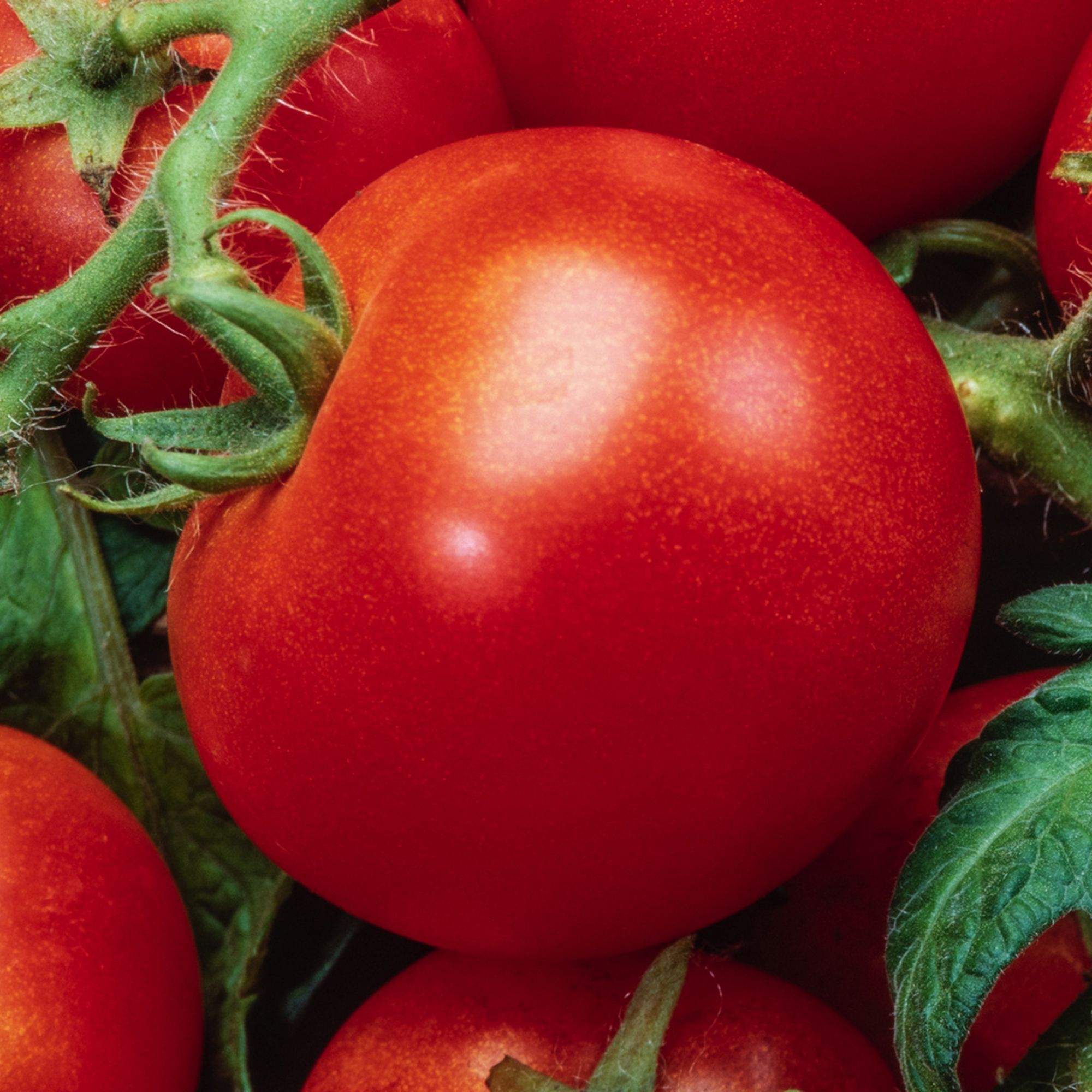 tomato kc_146_800x.jpg?v=1507683657