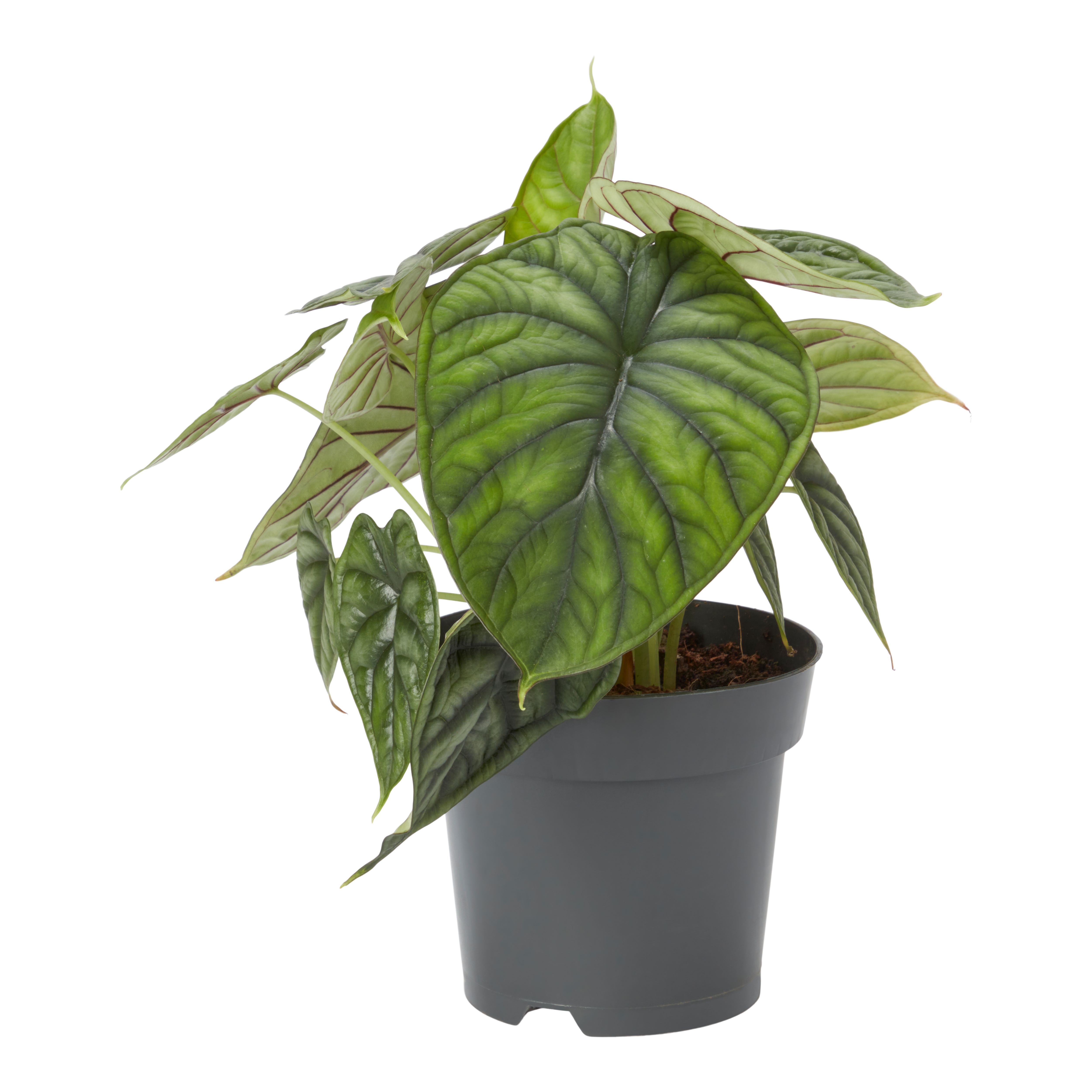 Verve Alocasia dragon in Plastic Grow pot 14cm DIY at B&Q