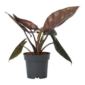 Verve Alocasia frydek in Black Plastic Grow pot 14cm