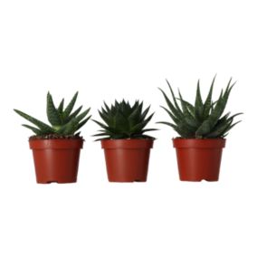 Verve Aloe safari mix in Terracotta Plastic Grow pot 10.5cm