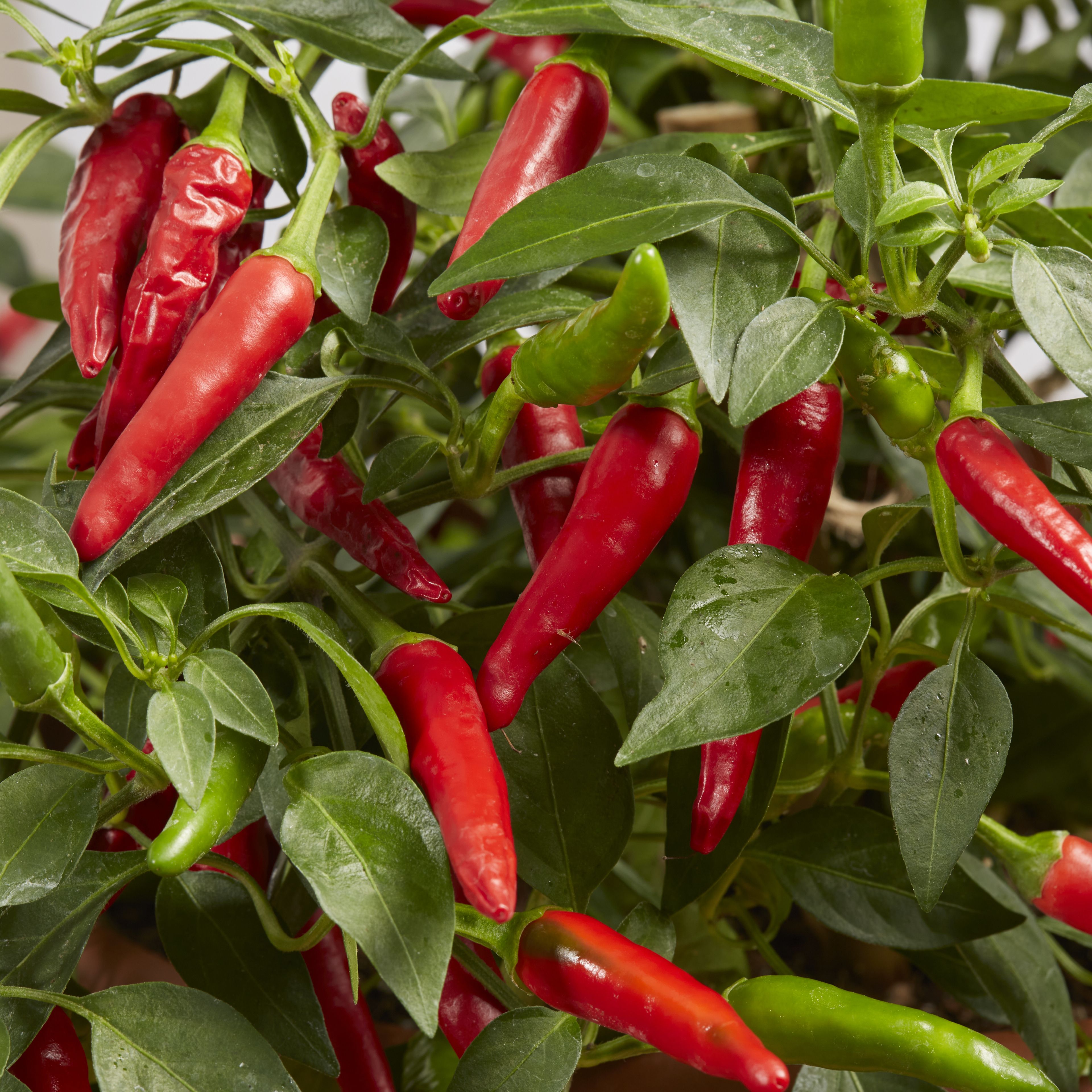 Verve 'Anaheim chilli' Vegetable Seeds