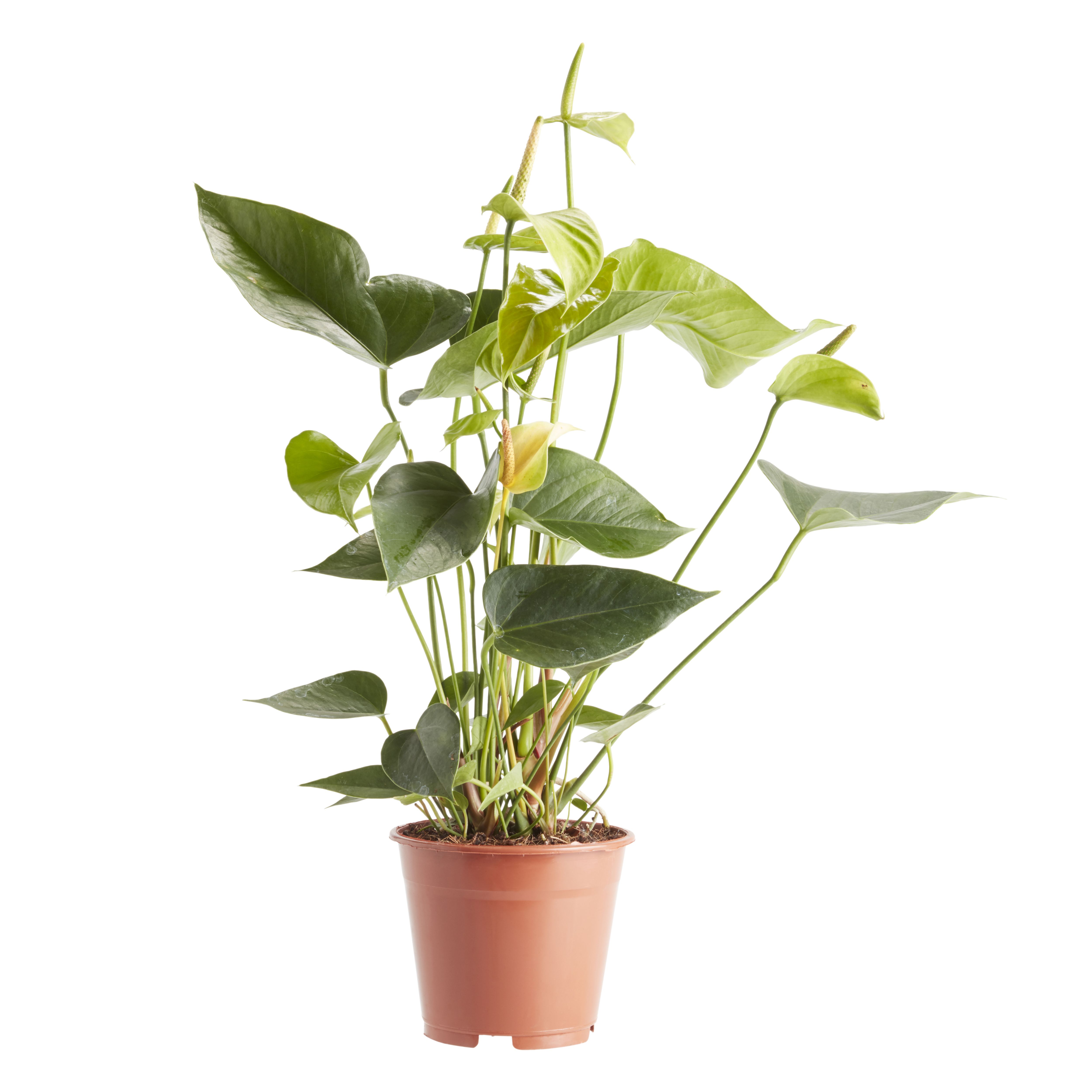 Verve Anthurium Assorted in Plastic Grow pot 14cm