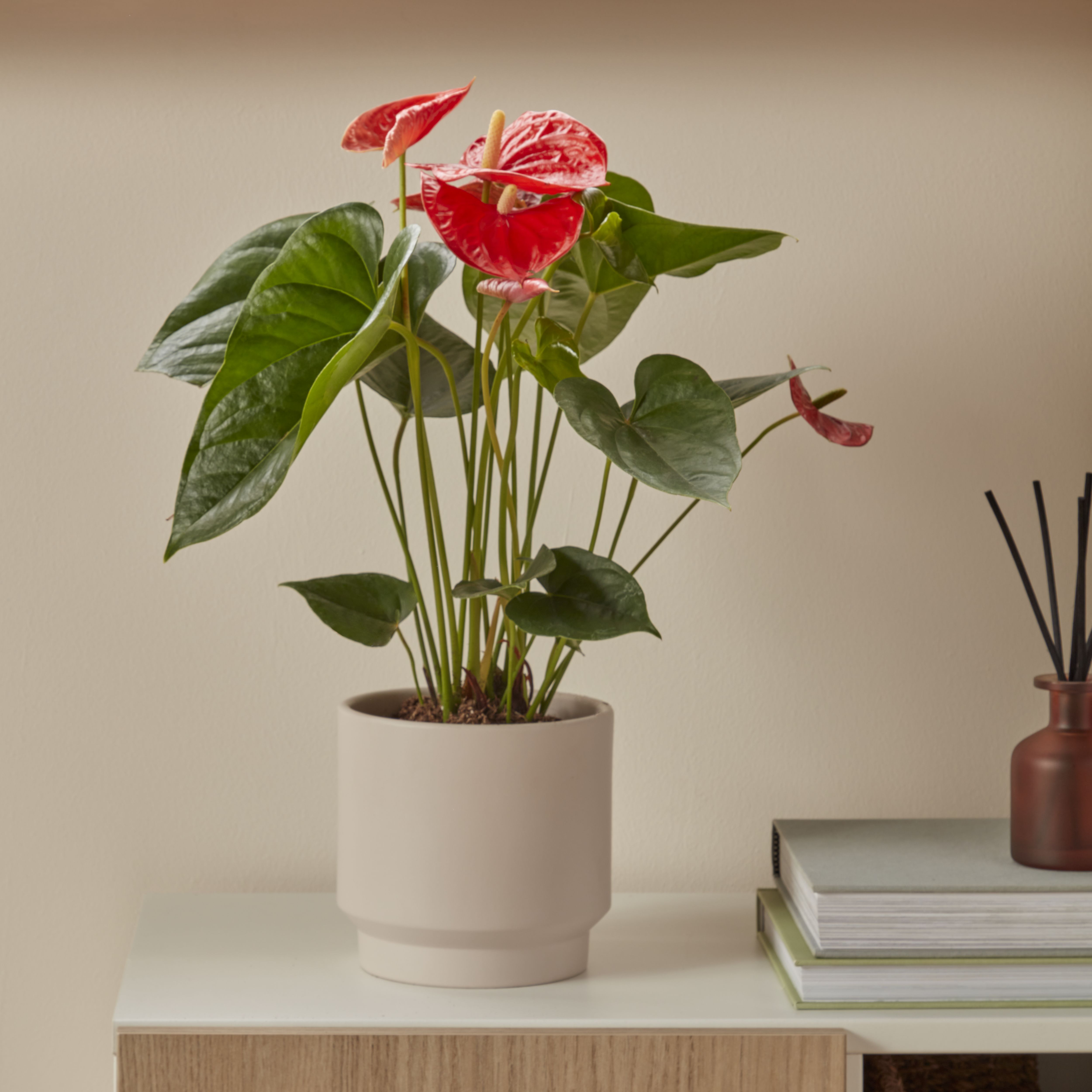 Verve Anthurium in Terracotta Plastic Grow pot