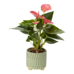 Verve Anthurium mix in Ceramic Decorative pot 9cm