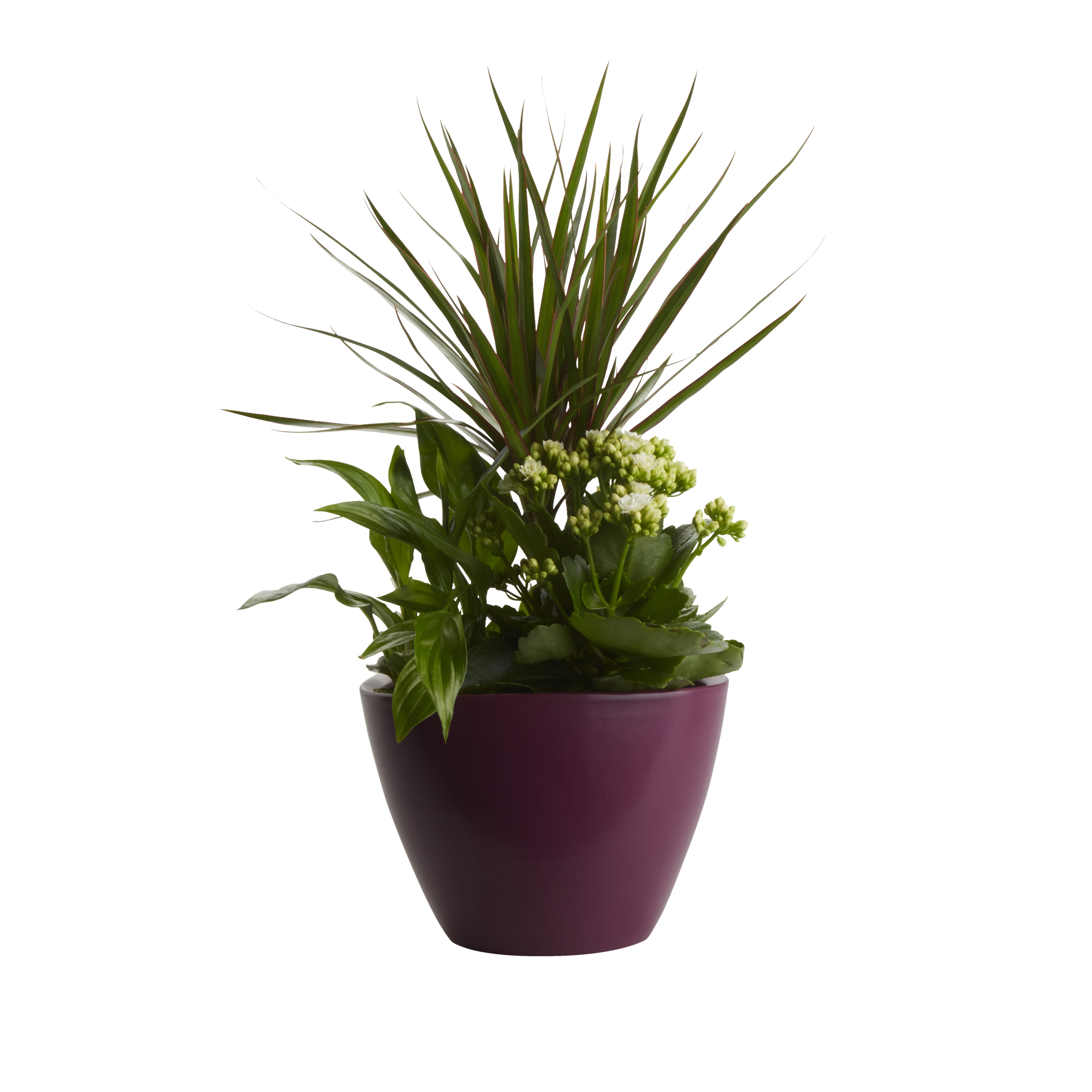Verve Arrangement in Ceramic Decorative pot 17cm