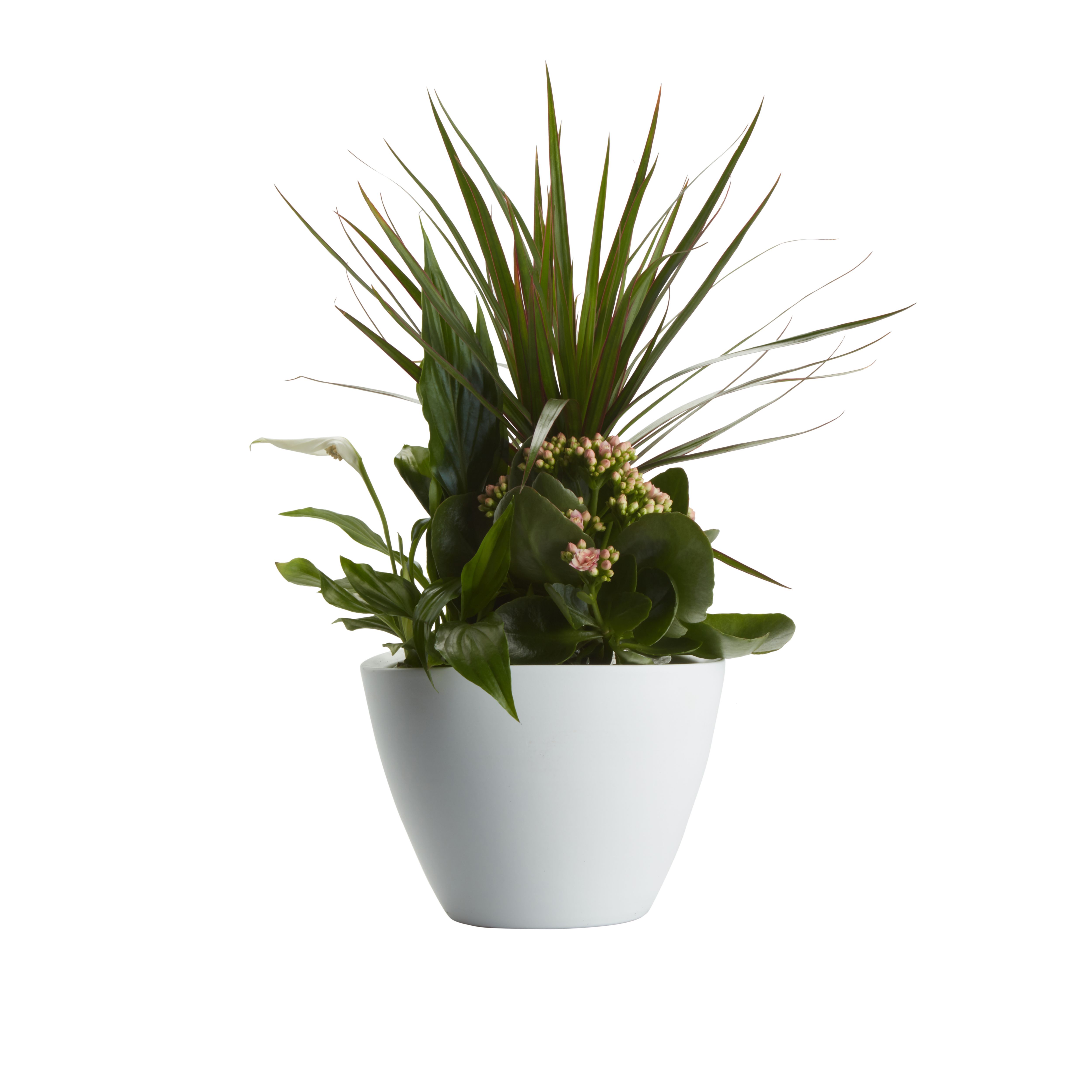 Verve Arrangement in Ceramic Decorative pot 17cm
