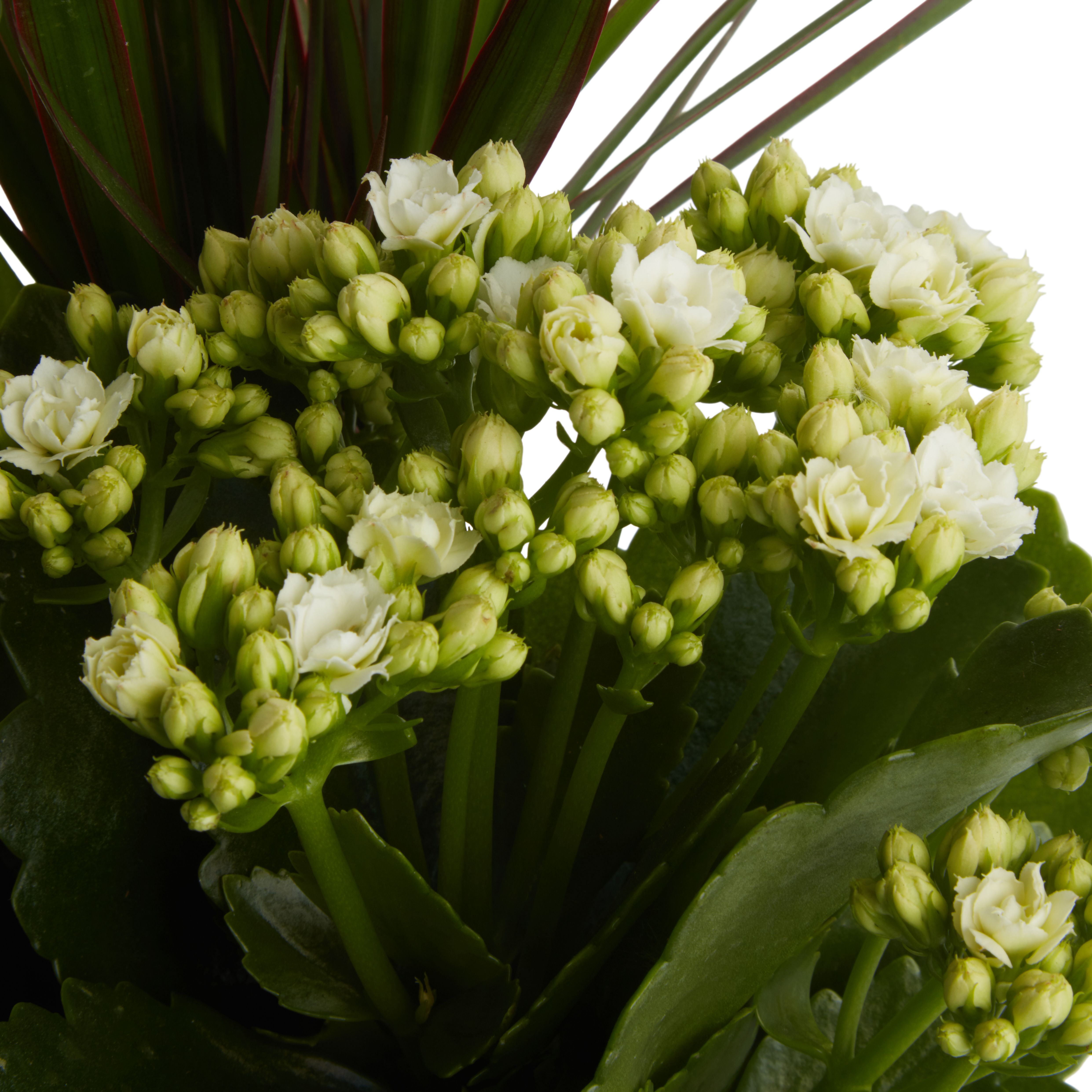 Verve Arrangement in Ceramic Decorative pot 17cm