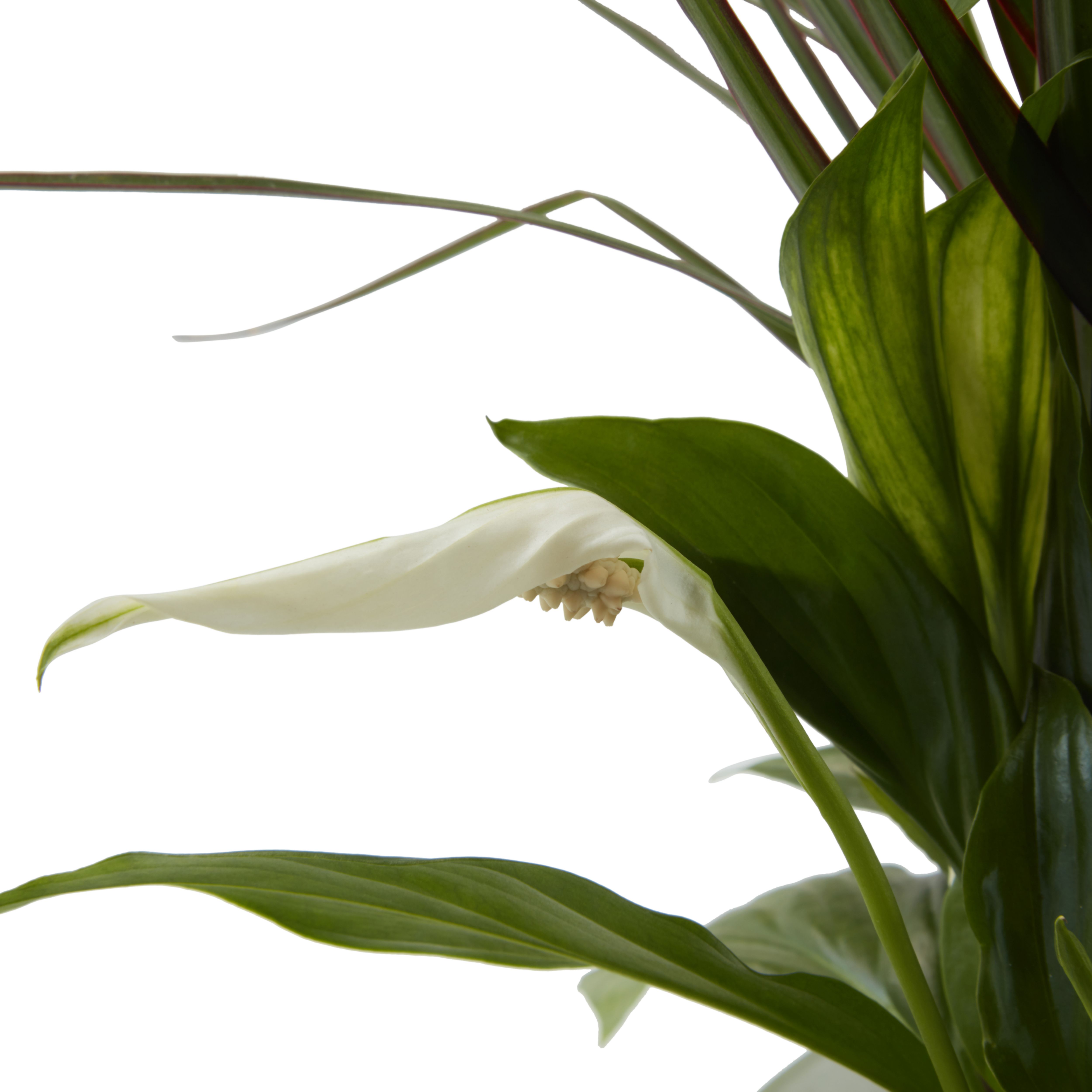 Verve Arrangement in Ceramic Decorative pot 17cm
