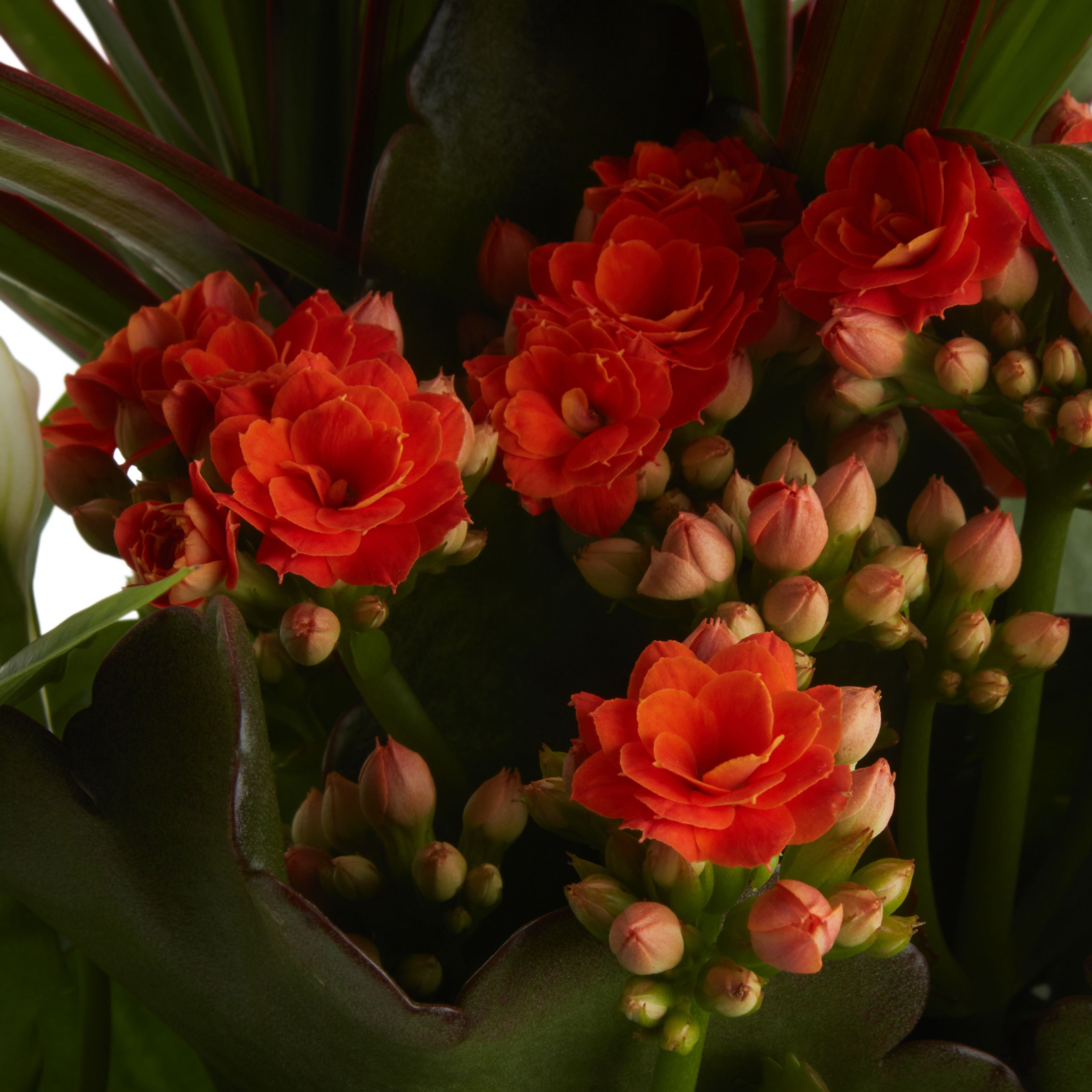 Verve Arrangement in Ceramic Decorative pot 17cm