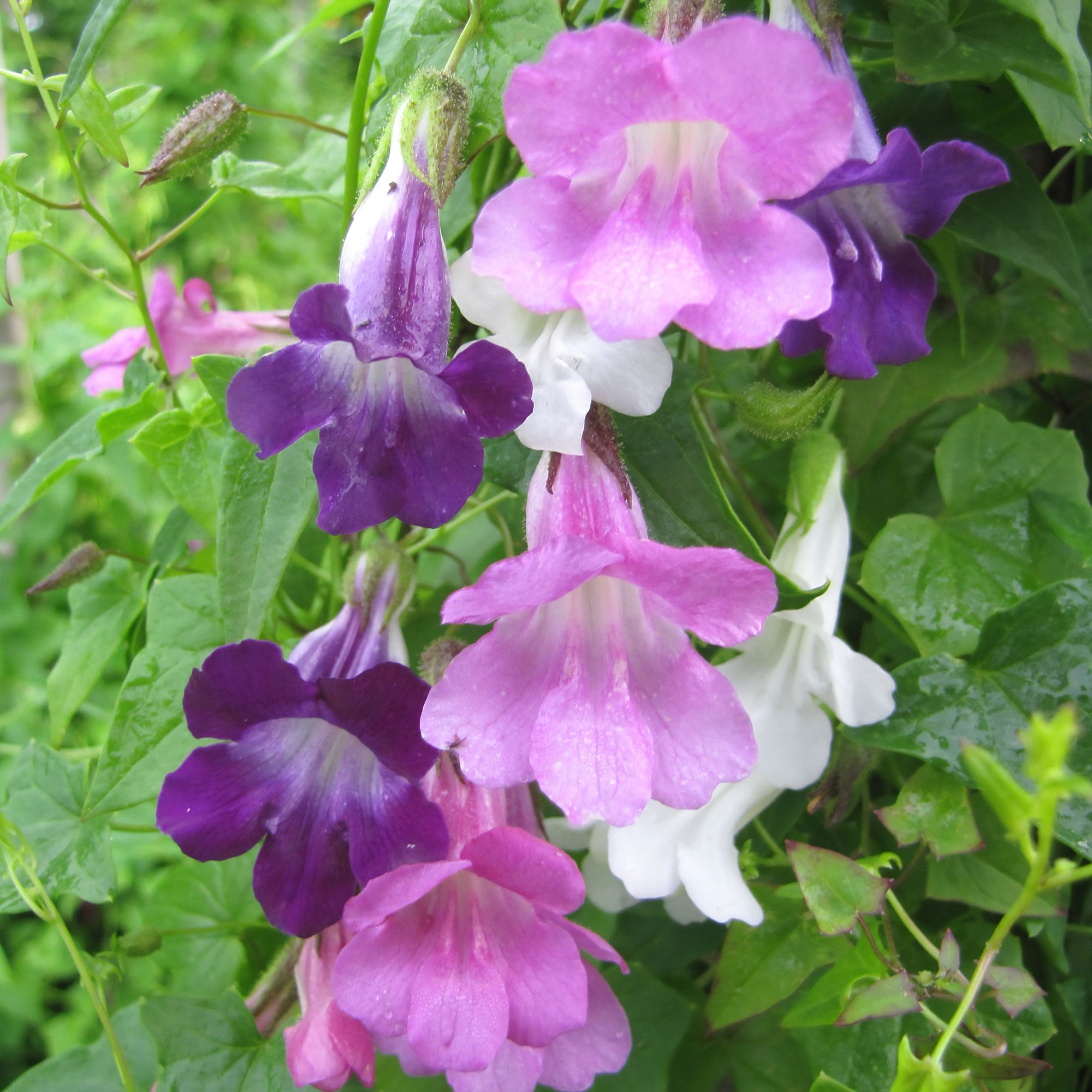 Verve Assorted Asarina Seeds