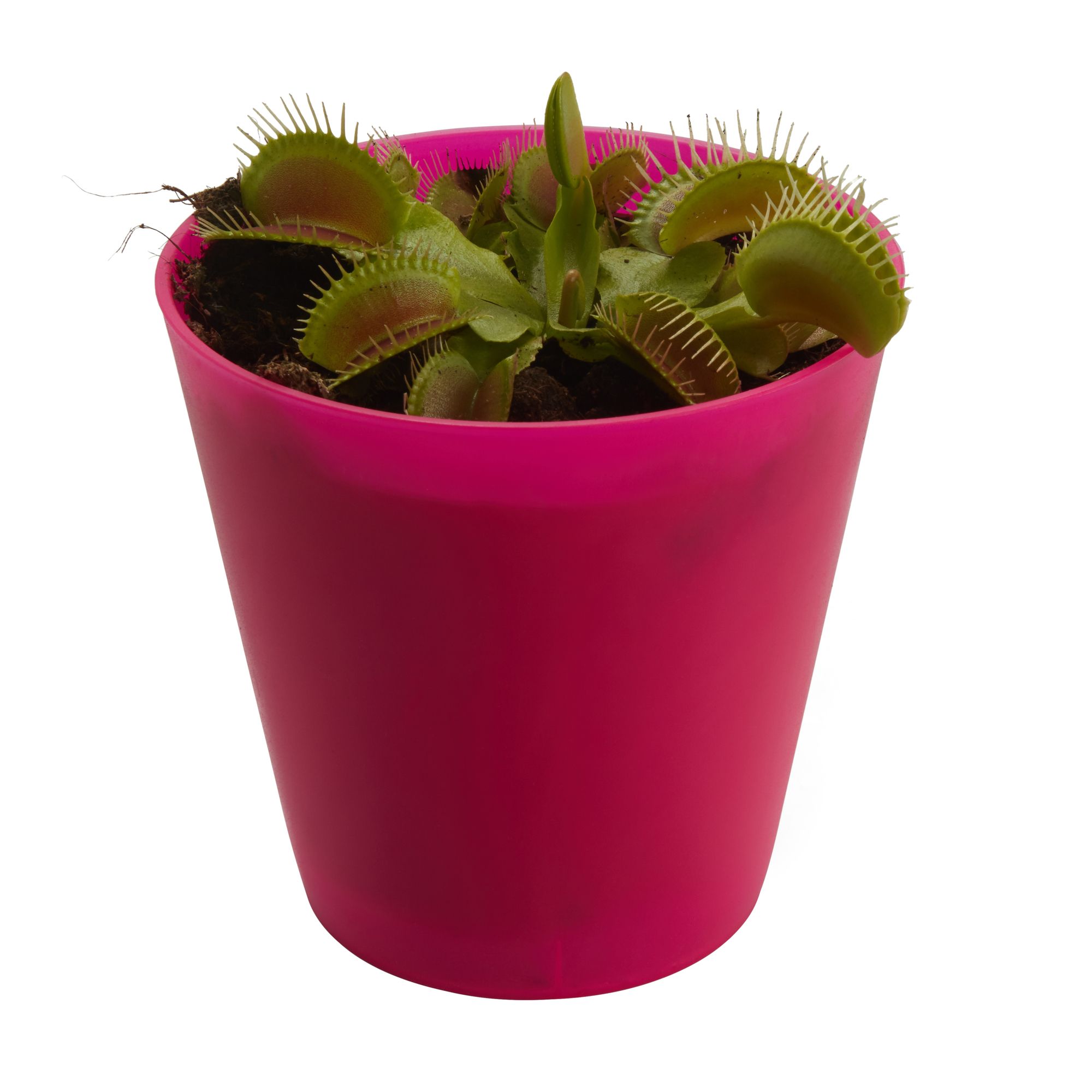 Verve Assorted Foliage plant Plastic Decorative pot 9cm