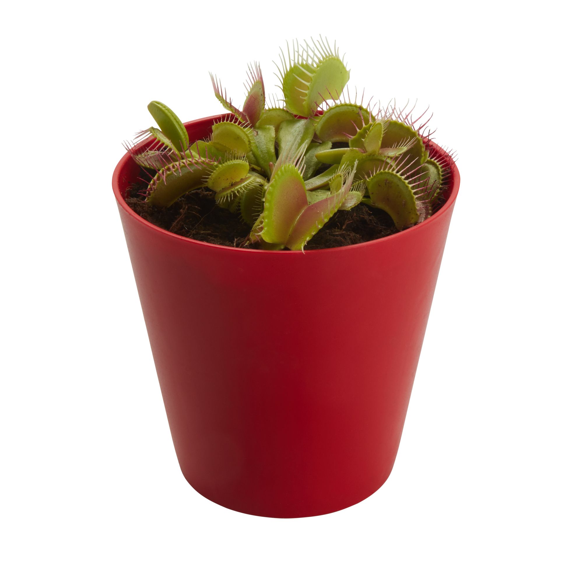 Verve Assorted Foliage plant Plastic Decorative pot 9cm